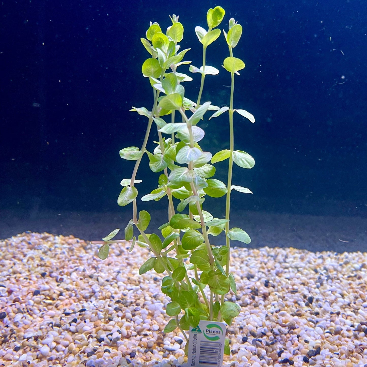 Pisces Enterprises Bunch Plant Rotala Rotundifolia Bunch Buy Rotala Rotundifolia Live Aquarium Plant Bunch Scapeshop Australia