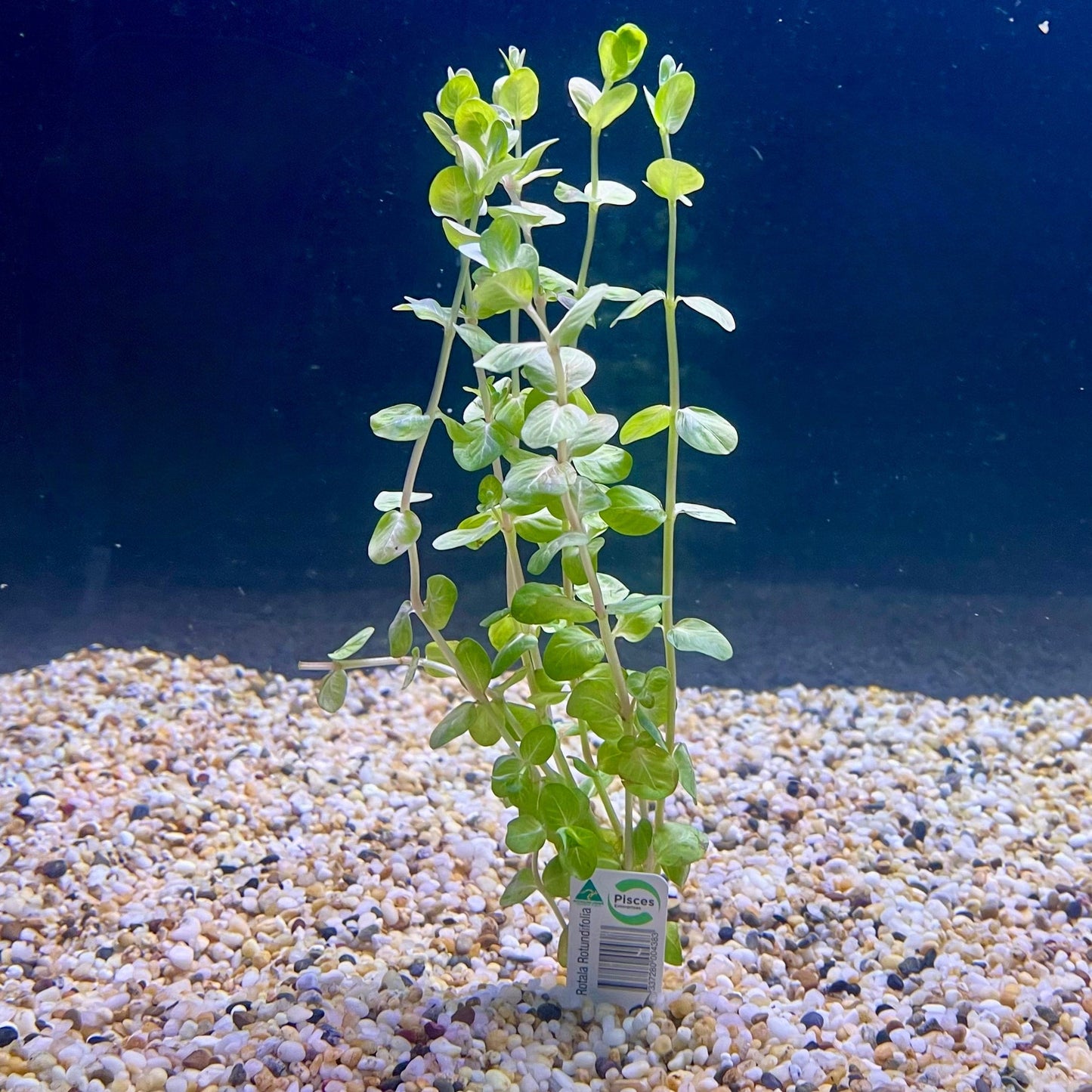 Pisces Enterprises Bunch Plant Rotala Rotundifolia Bunch Buy Rotala Rotundifolia Live Aquarium Plant Bunch Scapeshop Australia