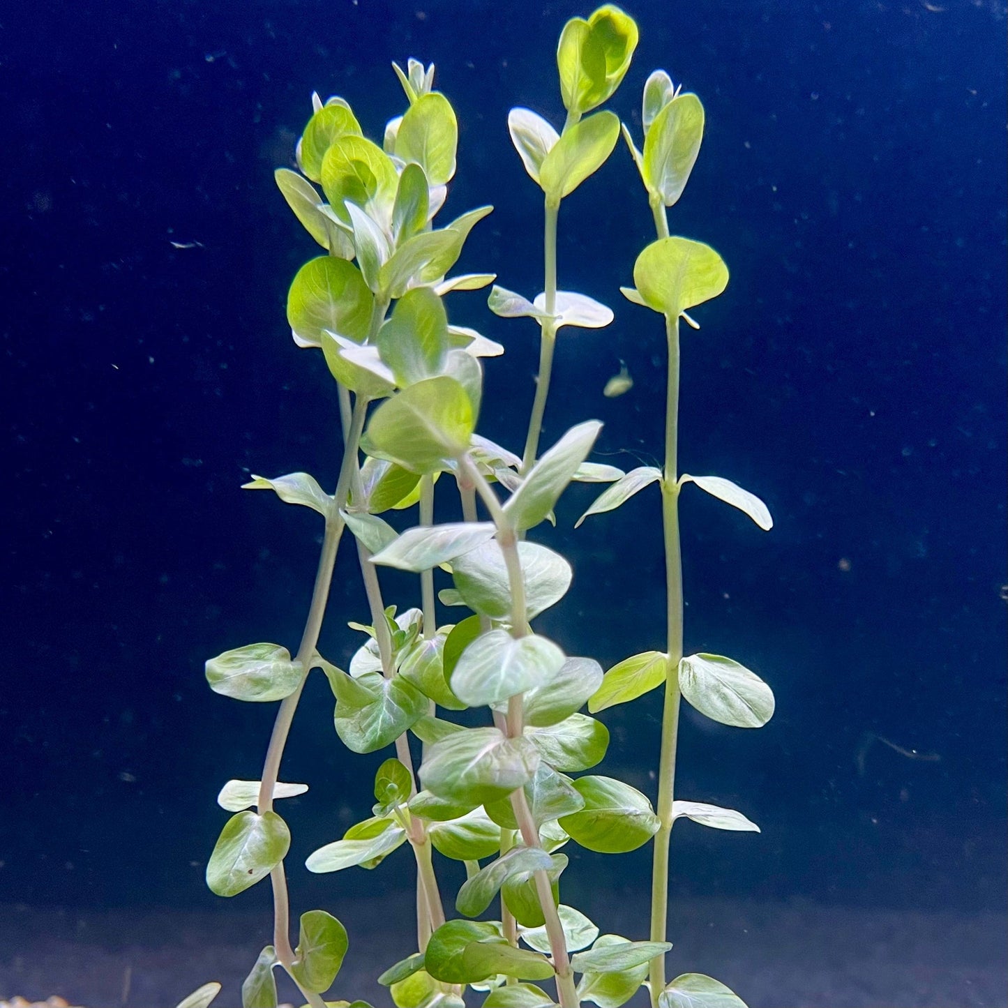 Pisces Enterprises Bunch Plant Rotala Rotundifolia Bunch Buy Rotala Rotundifolia Live Aquarium Plant Bunch Scapeshop Australia