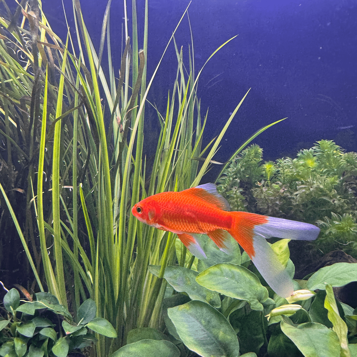 Pisces Enterprises Bunch Plant Varigated Lime Rush Bunch Buy Vari-Lime Rush Bunch Scapeshop Australia Aquarium Plants