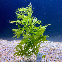 Pisces Enterprises Bunch Plant Wisteria Bunch Buy Wisteria Aquarium Plant Bunch - Scapeshop Australia