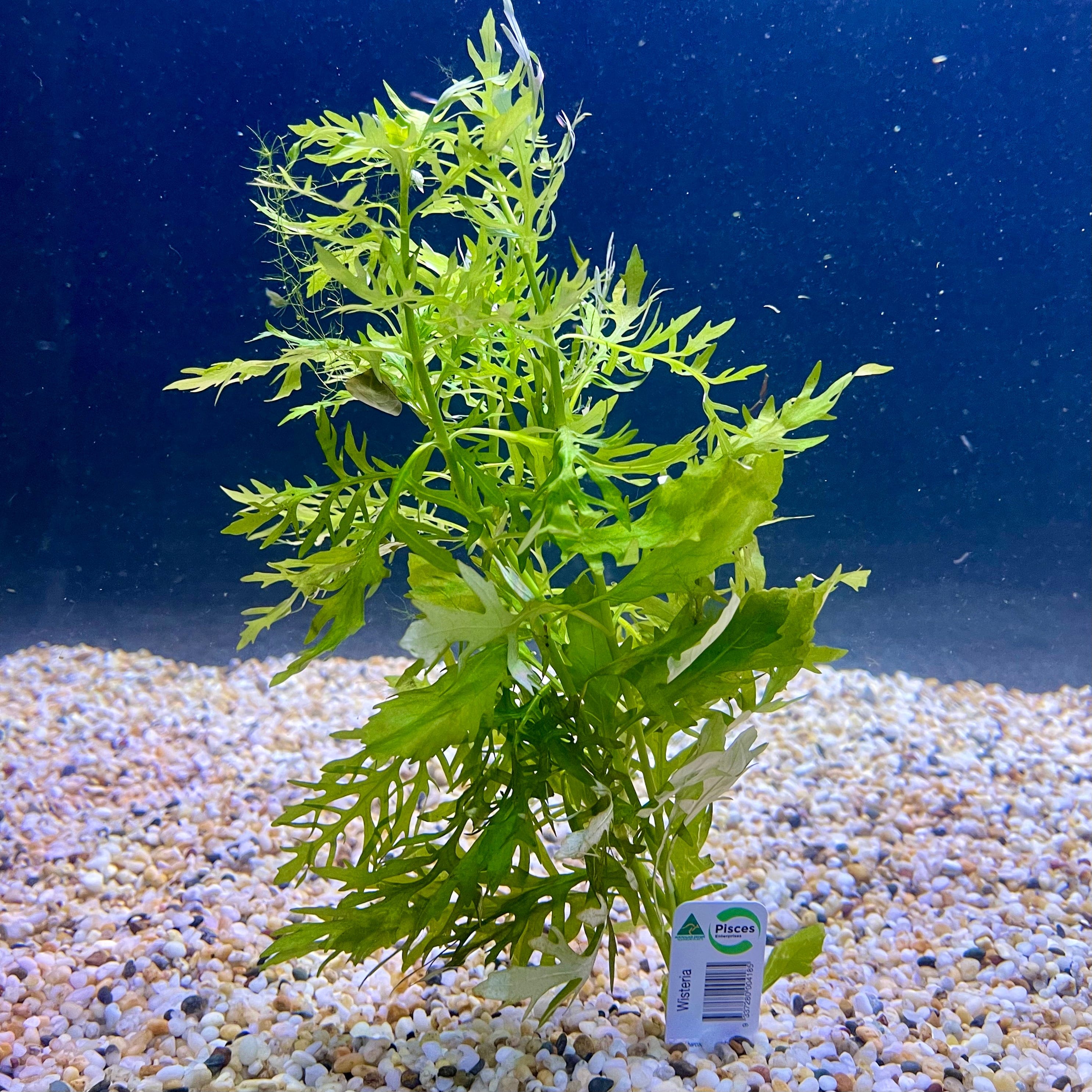 Pisces Enterprises Bunch Plant Wisteria Bunch Buy Wisteria Aquarium Plant Bunch - Scapeshop Australia