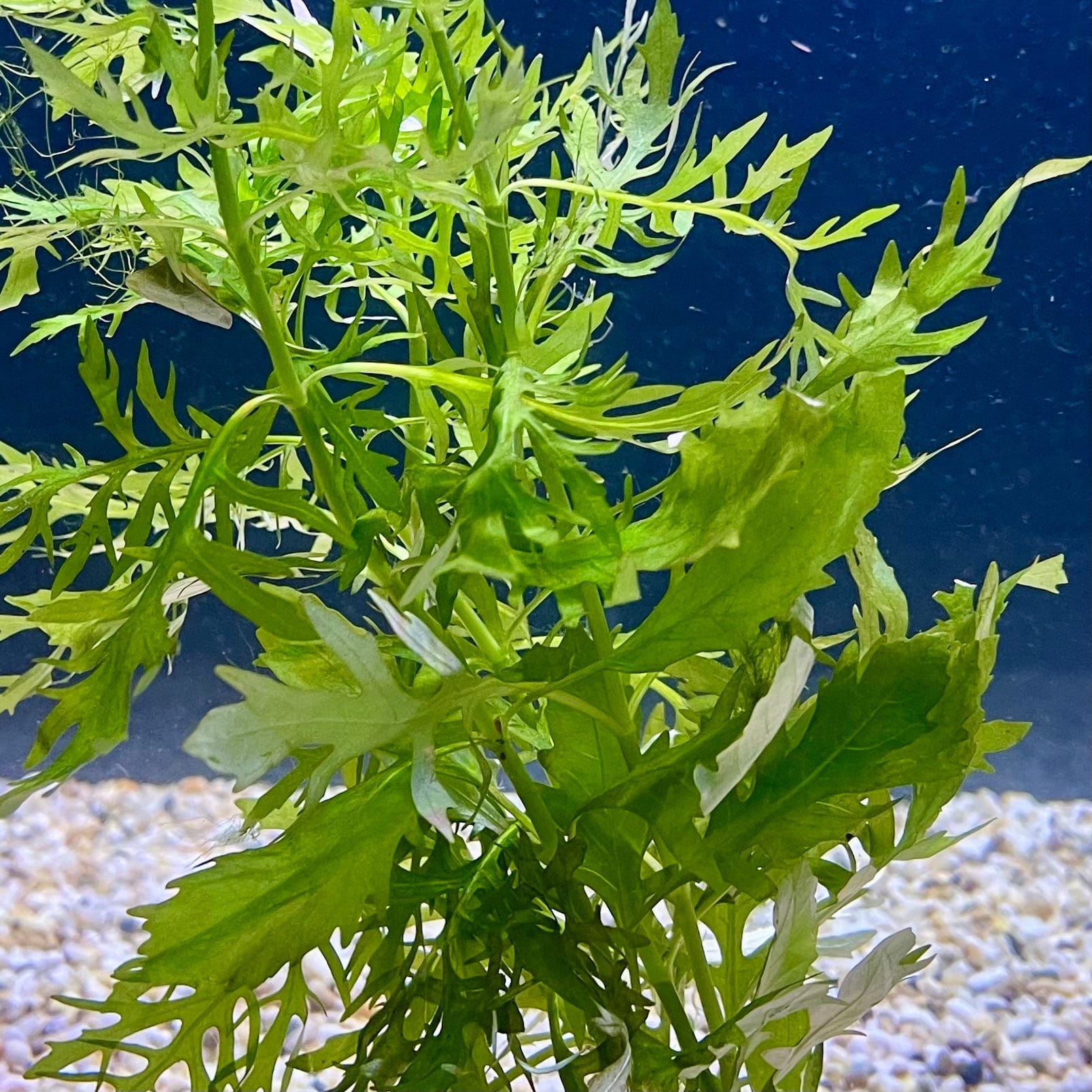 Pisces Enterprises Bunch Plant Wisteria Bunch Buy Wisteria Aquarium Plant Bunch - Scapeshop Australia