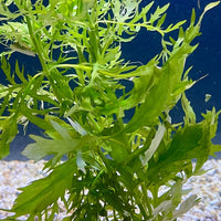 Pisces Enterprises Bunch Plant Wisteria Bunch Buy Wisteria Aquarium Plant Bunch - Scapeshop Australia