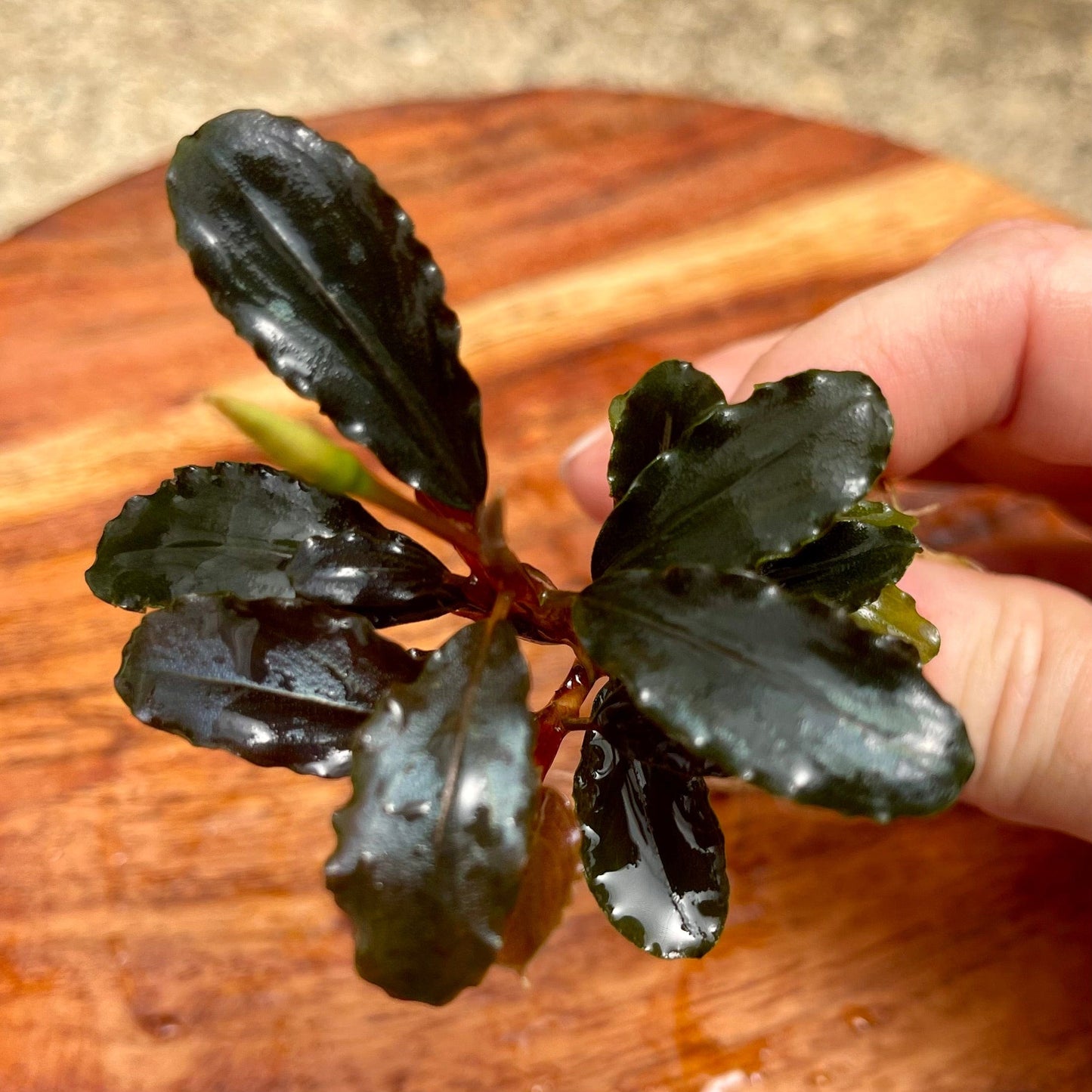 Scapeshop.com.au Bucephalandra Bucephalandra Bare Root Plant (Broad Dark Leaf)