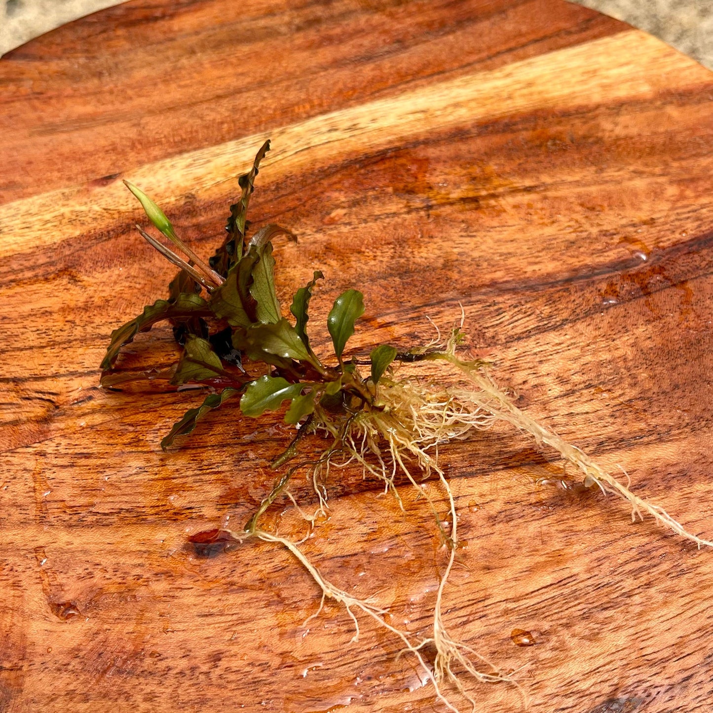 Scapeshop.com.au Bucephalandra Bucephalandra Bare Root Plant (Broad Dark Leaf)