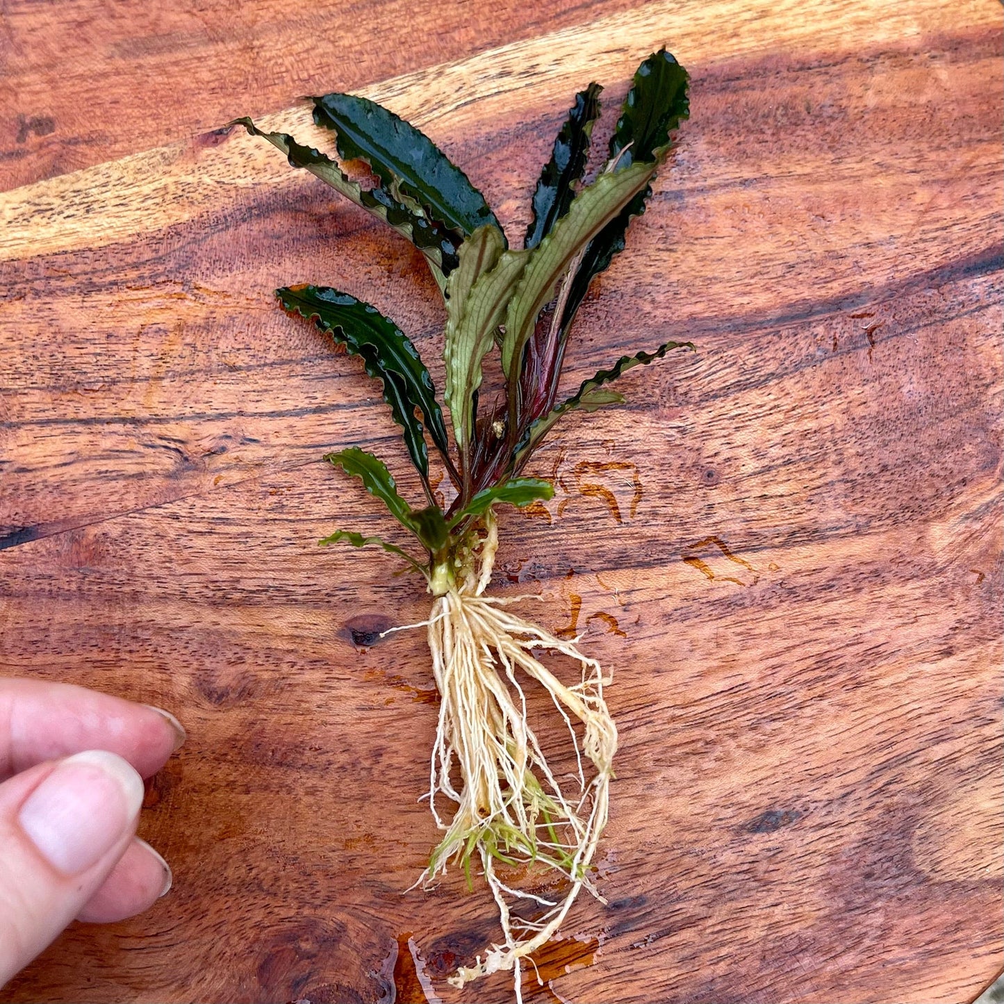 Scapeshop.com.au Bucephalandra Bucephalandra Bare Root Plant (Long Dark Wavy Leaf)