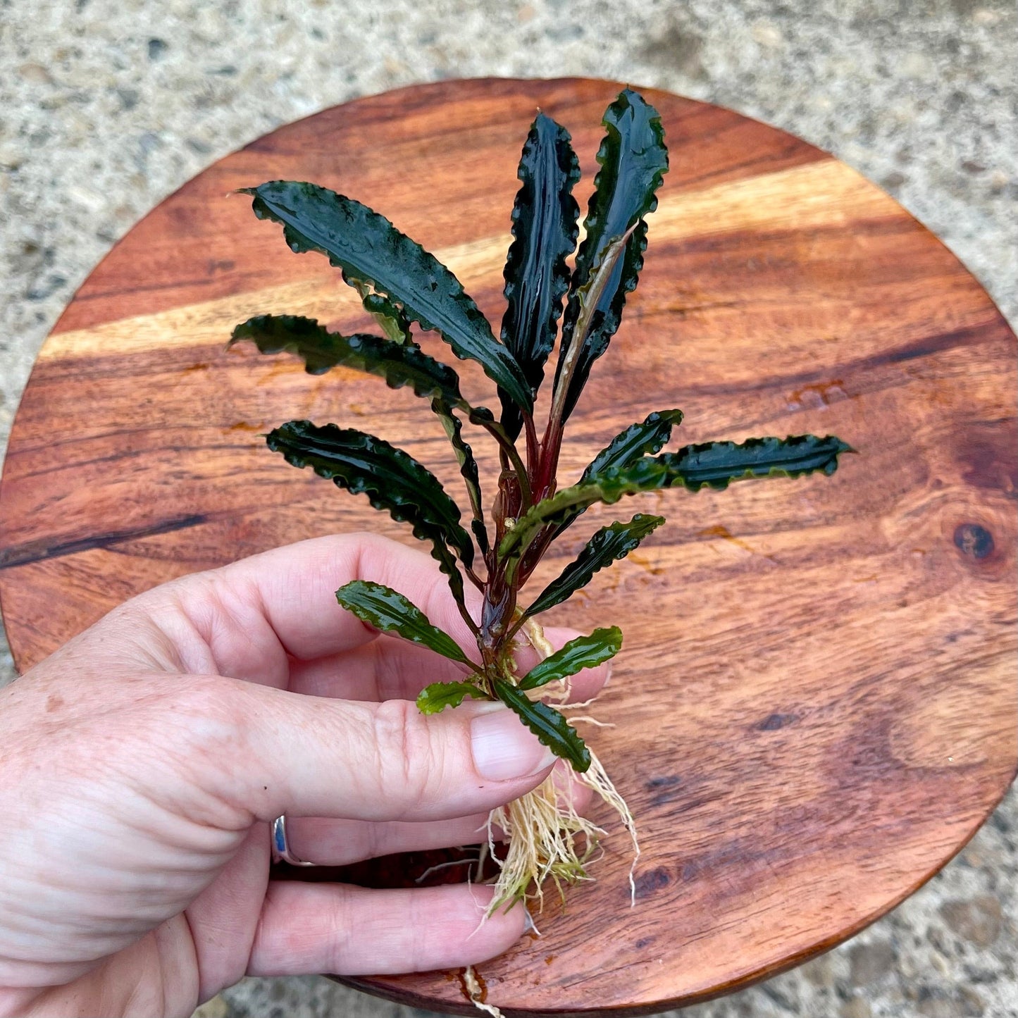 Scapeshop.com.au Bucephalandra Bucephalandra Bare Root Plant (Long Dark Wavy Leaf)
