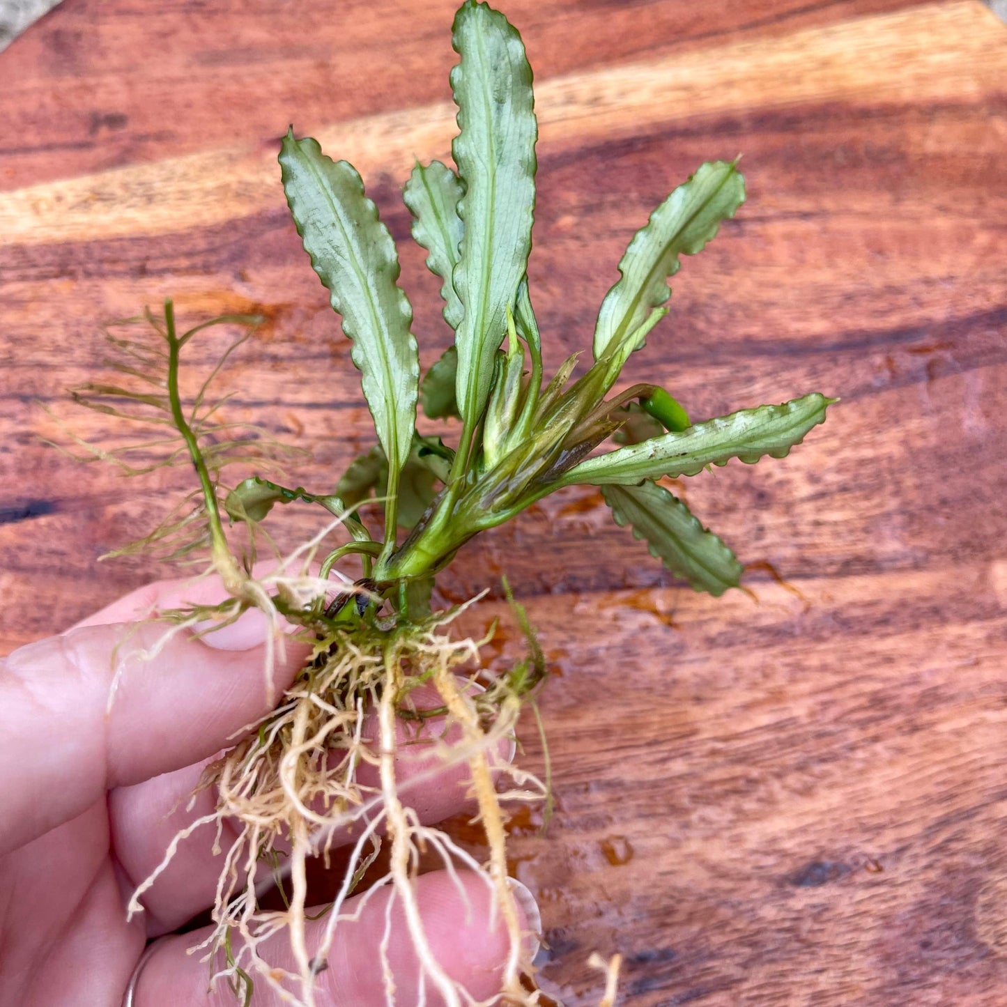 Scapeshop.com.au Bucephalandra Bucephalandra Bare Root Plant (Long Green Wavy Leaf)