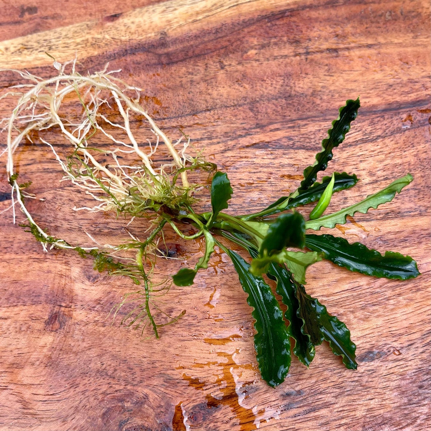 Scapeshop.com.au Bucephalandra Bucephalandra Bare Root Plant (Long Green Wavy Leaf)