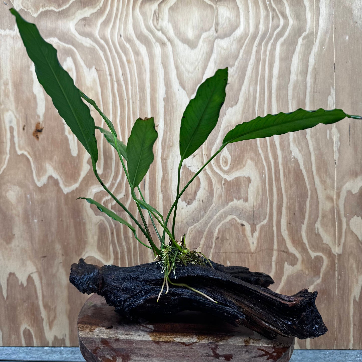 Pisces Enterprises Driftwood Creation Anubias Afzelli on Large Driftwood Creation Anubias Afzelli on Large Driftwood - Aquarium Plants