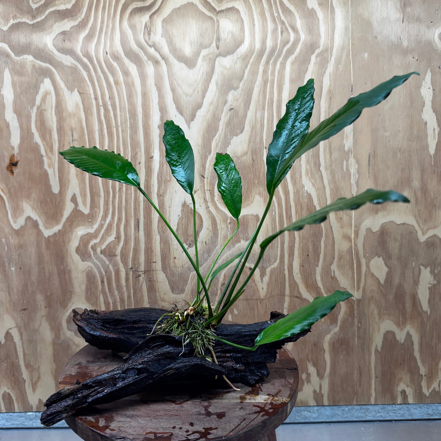 Pisces Enterprises Driftwood Creation Anubias Afzelli on Large Driftwood Creation Anubias Afzelli on Large Driftwood - Aquarium Plants