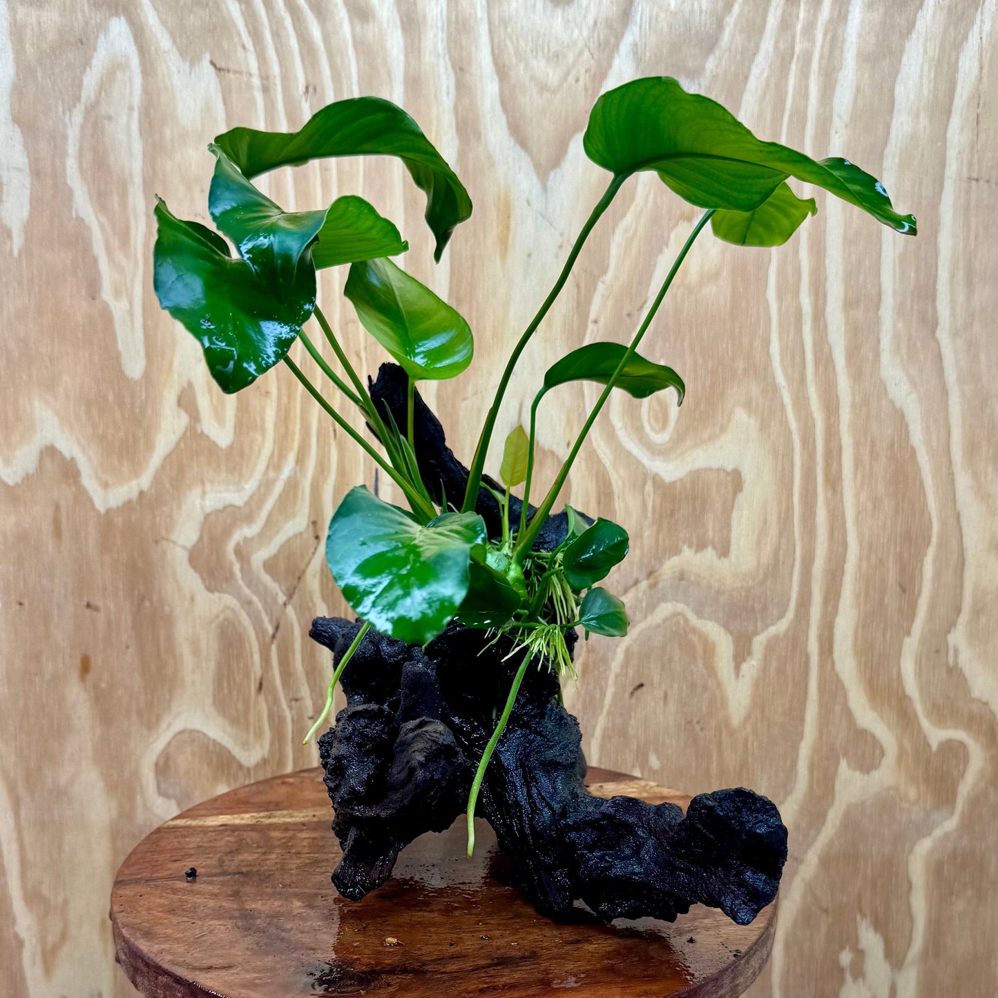 Pisces Enterprises Driftwood Creation Anubias Barteri Old-type on Medium Driftwood Creation Shop for Anubias Barteri Old-type on Medium Driftwood Aquarium Plants
