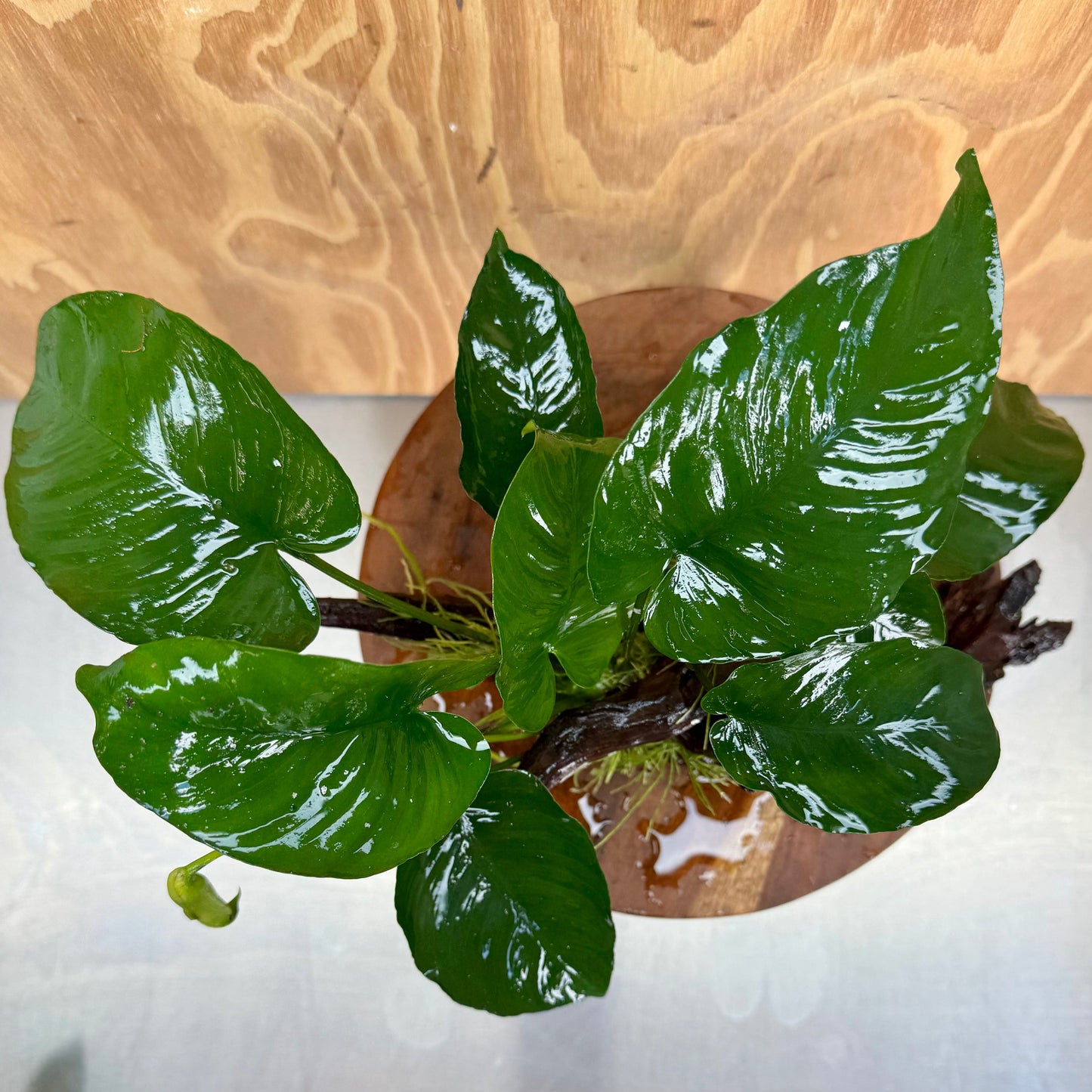 Pisces Enterprises Driftwood Creation Anubias Barteri on Large Driftwood Creation Anubias Barteri on Large Driftwood Aquarium Plants Australia