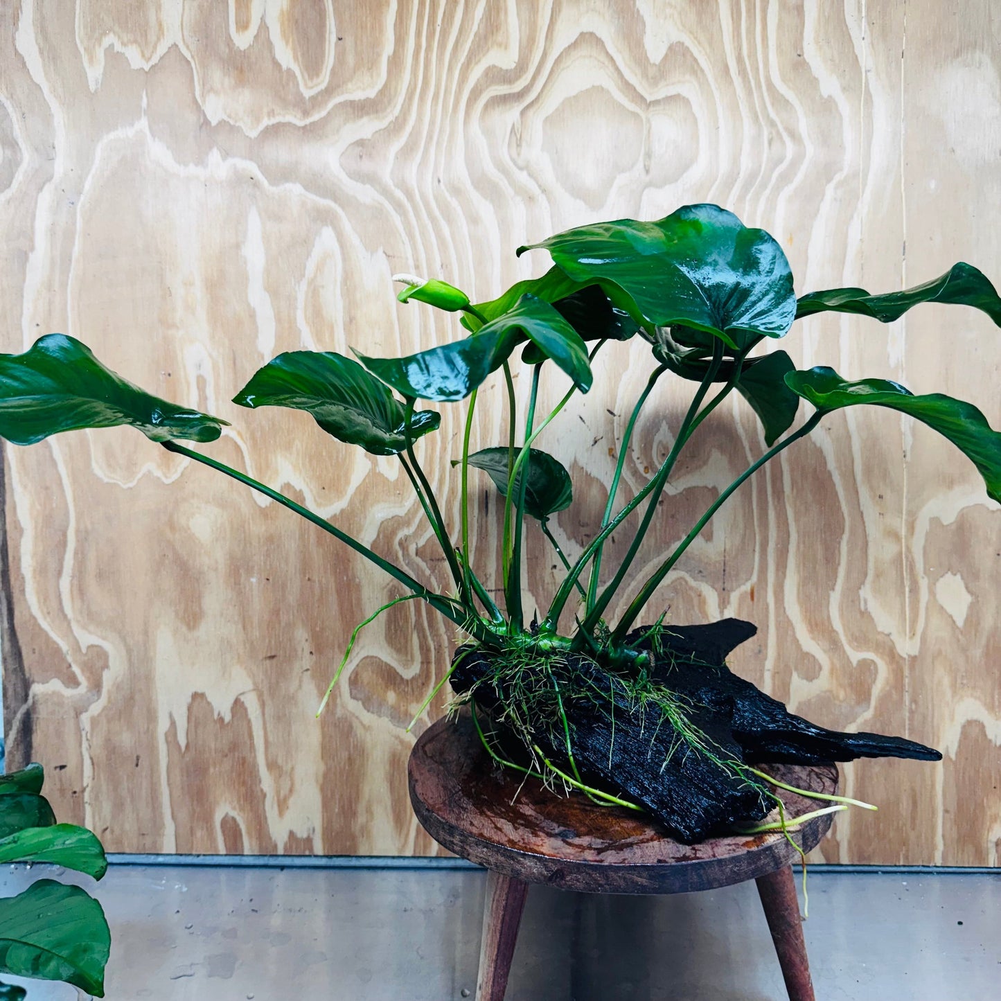 Pisces Enterprises Driftwood Creation Anubias Barteri on Large Driftwood Creation Anubias Barteri on Large Driftwood Aquarium Plants Australia Scapeshop