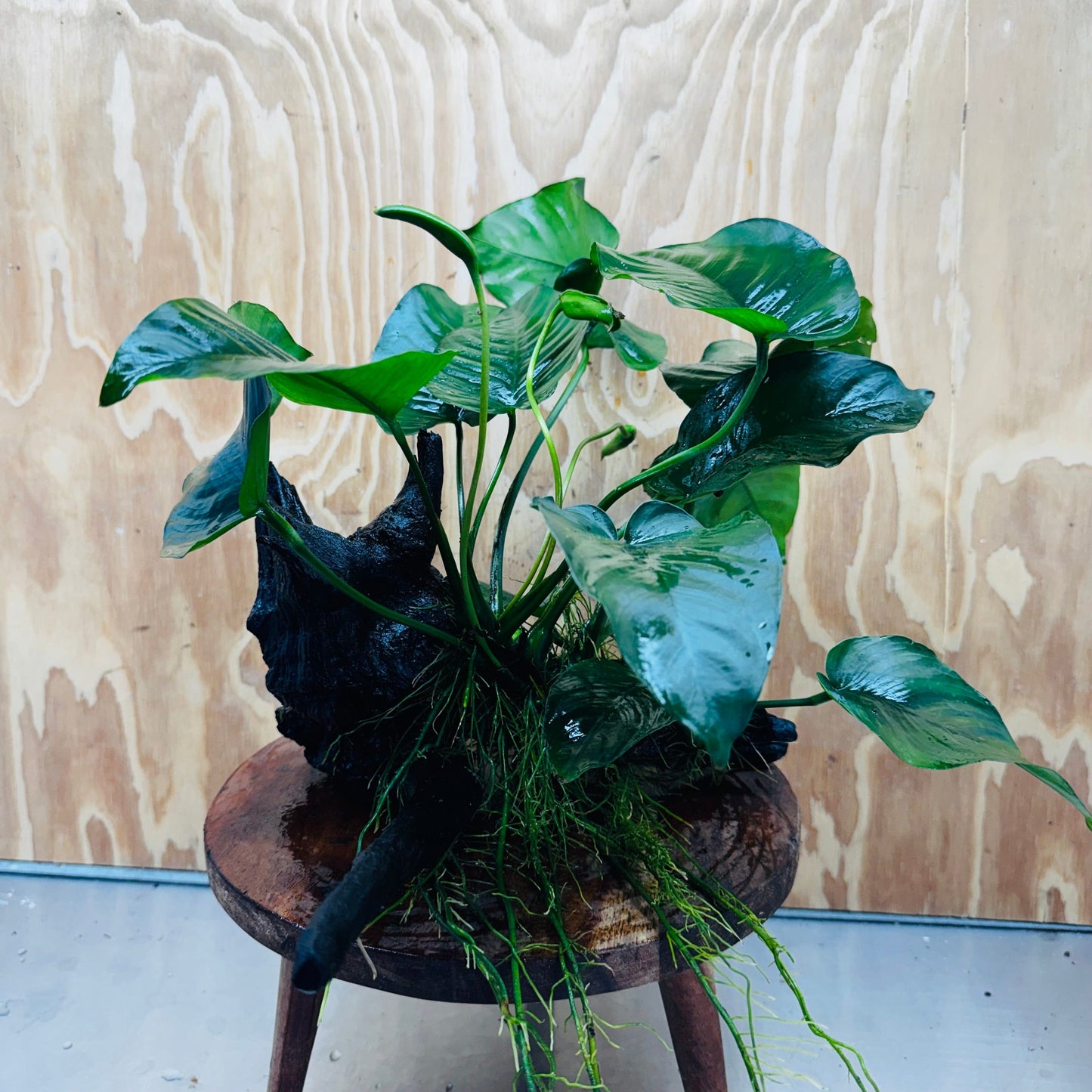 Pisces Enterprises Driftwood Creation Anubias Barteri on Large Driftwood Creation Anubias Barteri on Large Driftwood Aquarium Plants Australia Scapeshop