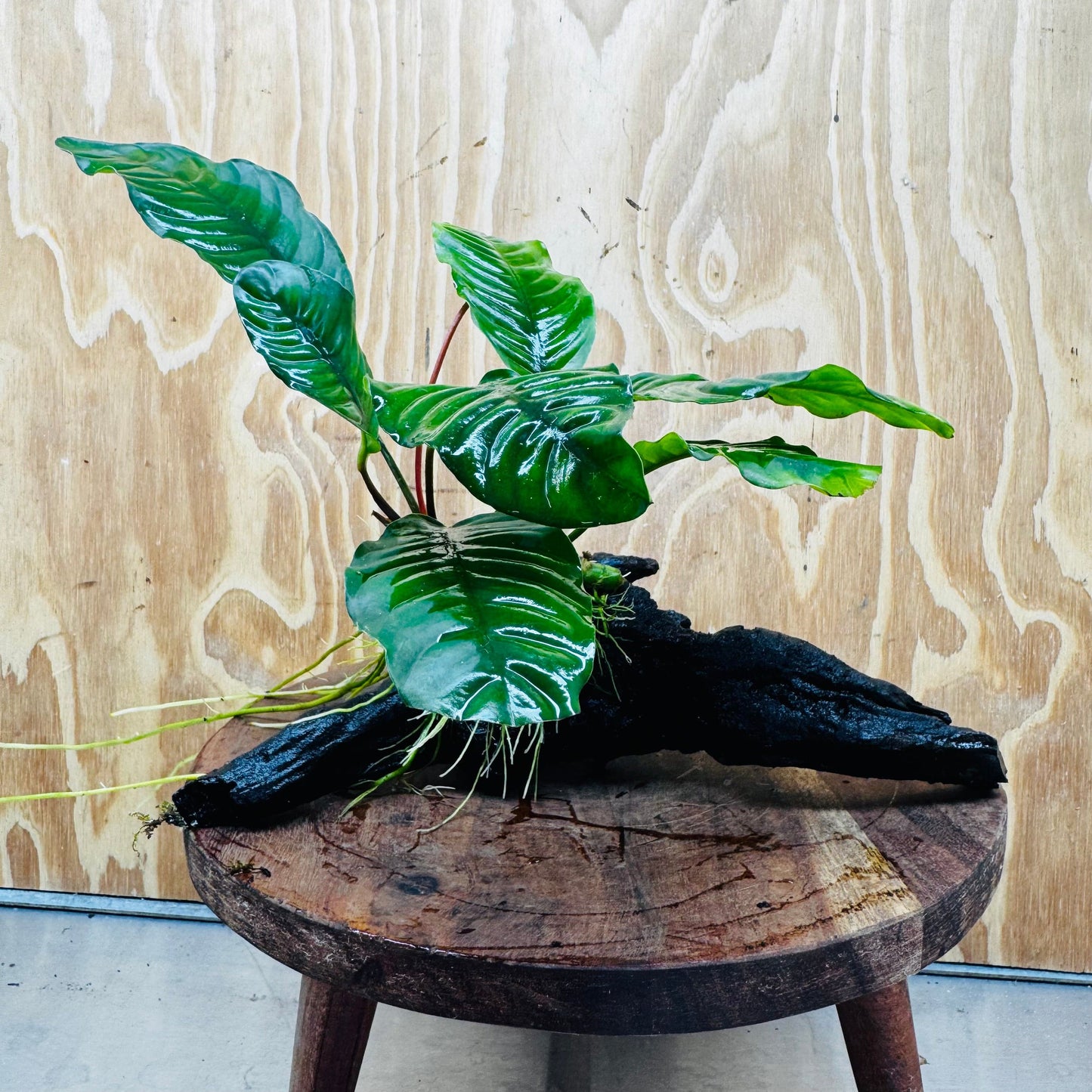 Pisces Enterprises Driftwood Creation Anubias Coffeefolia on Medium Driftwood Creation Anubias Coffeefolia on Medium Driftwood - Aquarium Plants