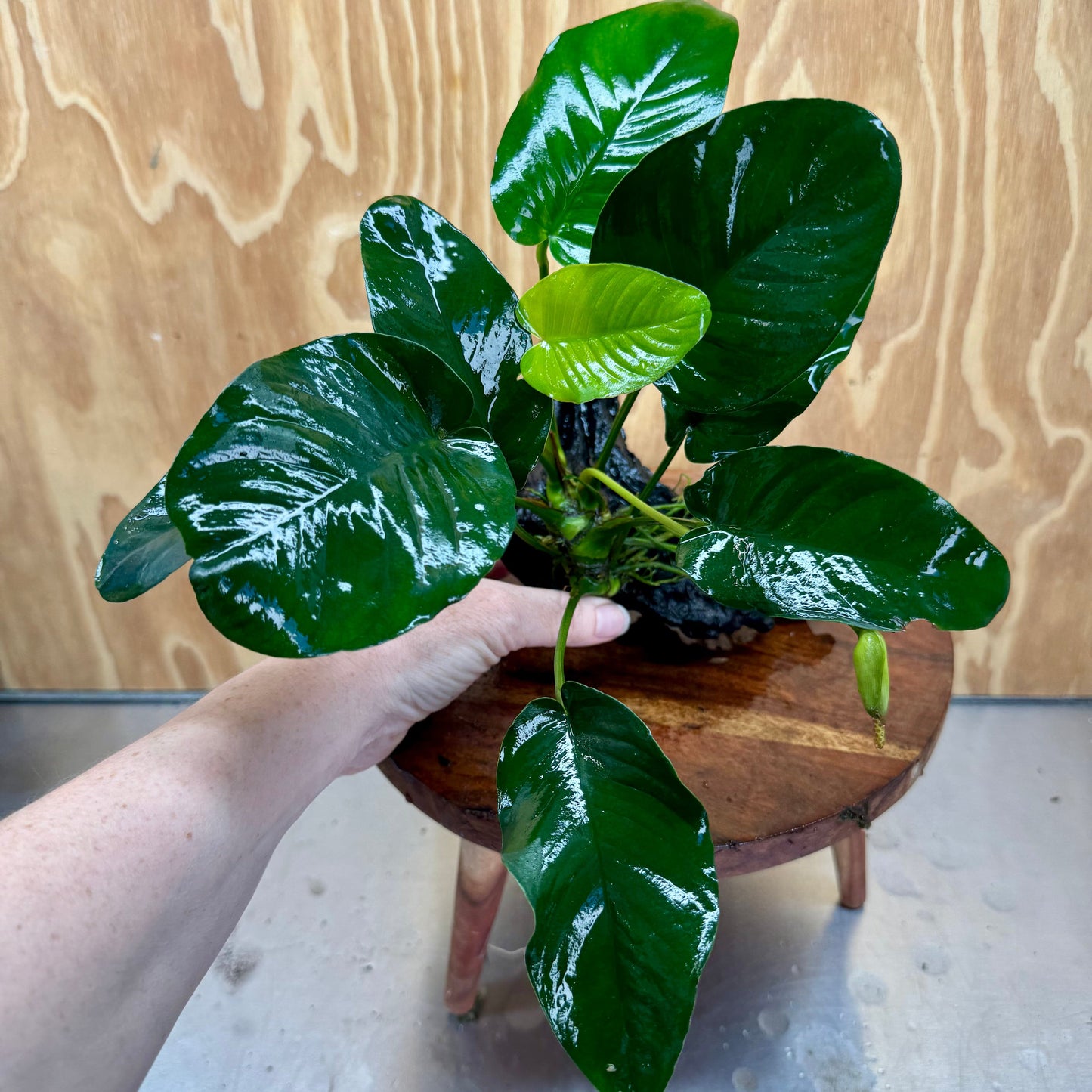 Pisces Enterprises Driftwood Creation Anubias 'Jenny' on Medium Driftwood Creation Anubias 'Jenny' on Medium Driftwood Creation