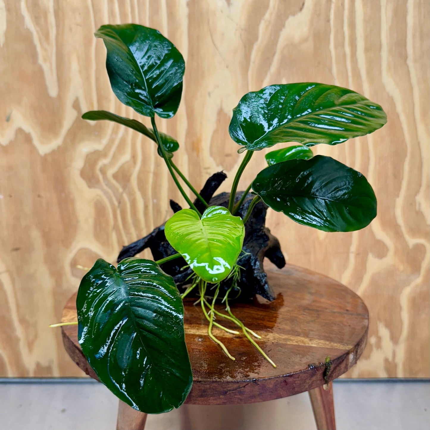 Pisces Enterprises Driftwood Creation Anubias 'Jenny' on Medium Driftwood Creation Anubias 'Jenny' on Medium Driftwood Creation