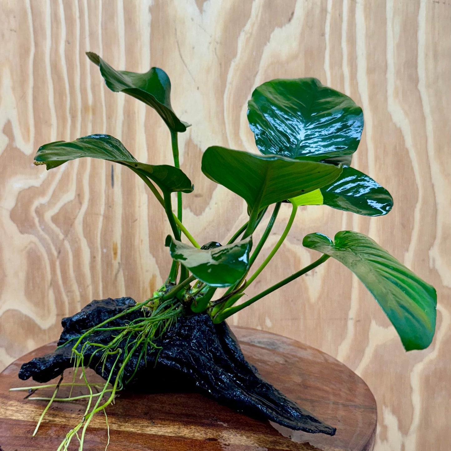 Pisces Enterprises Driftwood Creation Anubias 'Jenny' on Medium Driftwood Creation Anubias 'Jenny' on Medium Driftwood Creation