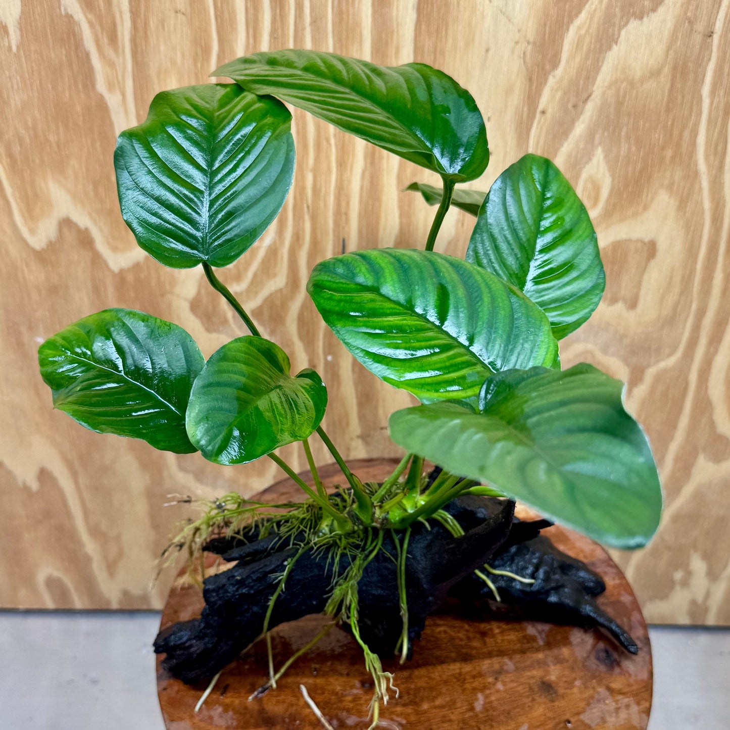 Pisces Enterprises Driftwood Creation Anubias 'Jenny' on Medium Driftwood Creation Anubias 'Jenny' on Medium Driftwood Creation