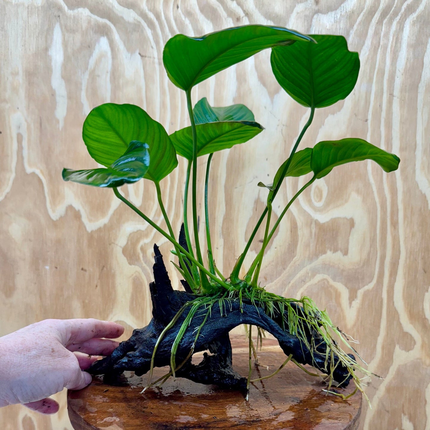 Pisces Enterprises Driftwood Creation Anubias 'Jenny' on Medium Driftwood Creation Anubias 'Jenny' on Medium Driftwood Creation