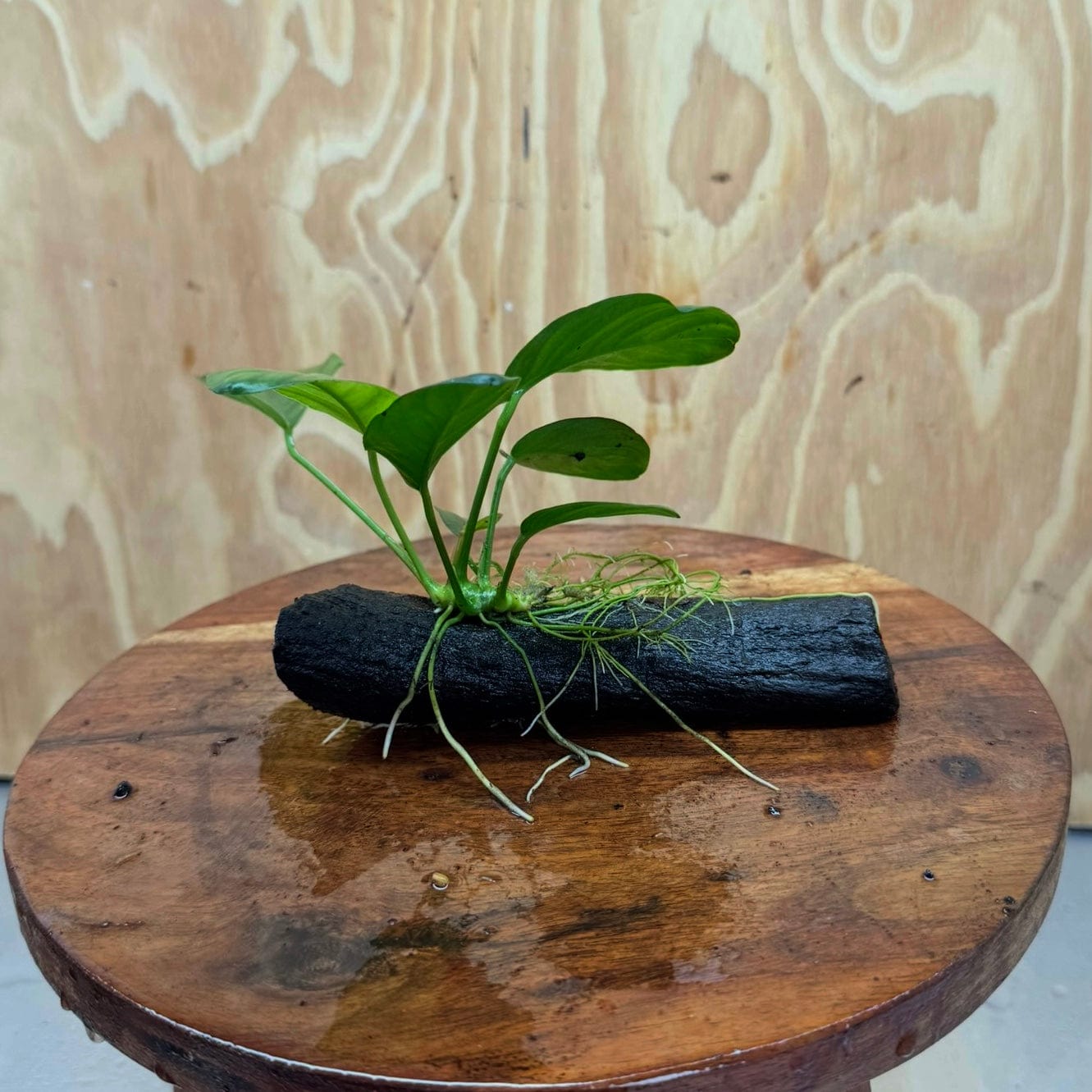Pisces Enterprises Driftwood Creation Anubias 'Jenny' on Mini Driftwood Creation Shop for Anubias 'Jenny' on Mini Driftwood Creations Aquarium Plants