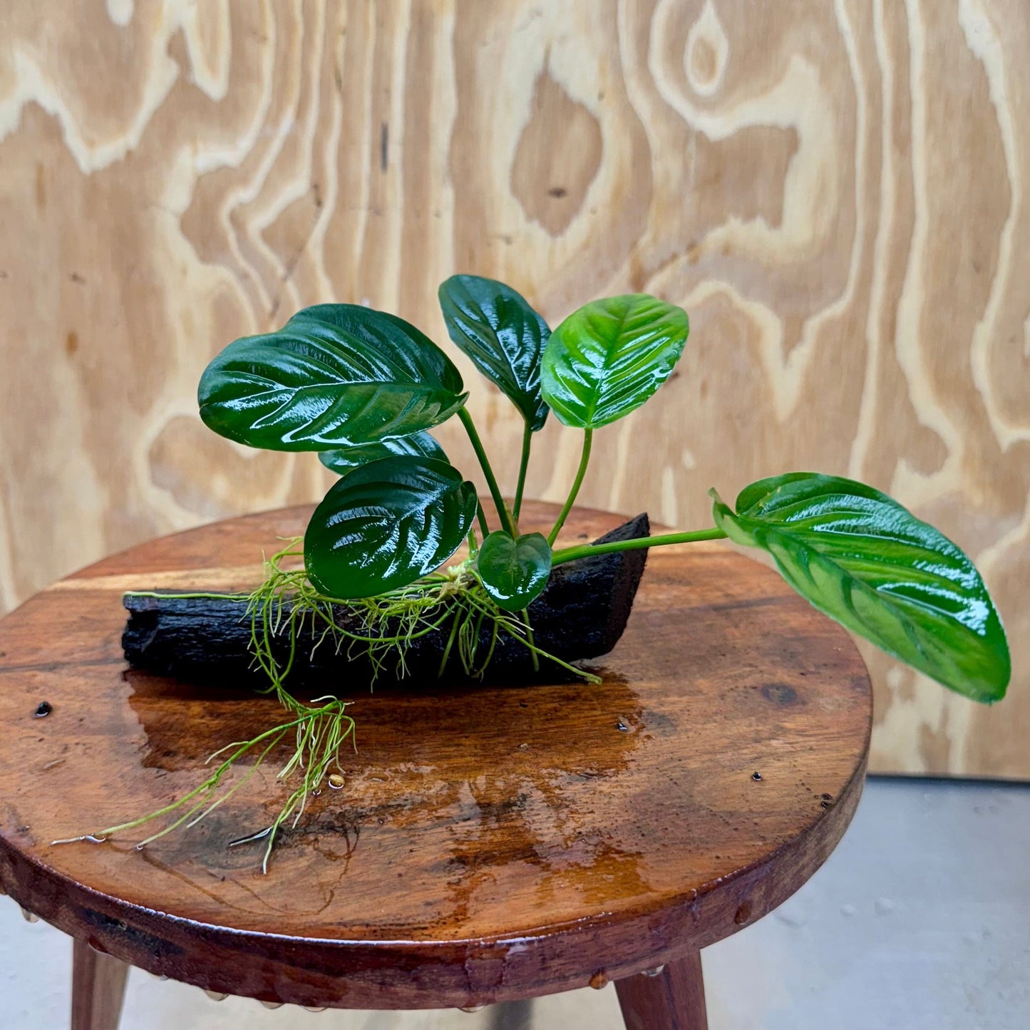 Pisces Enterprises Driftwood Creation Anubias 'Jenny' on Mini Driftwood Creation Shop for Anubias 'Jenny' on Mini Driftwood Creations Aquarium Plants