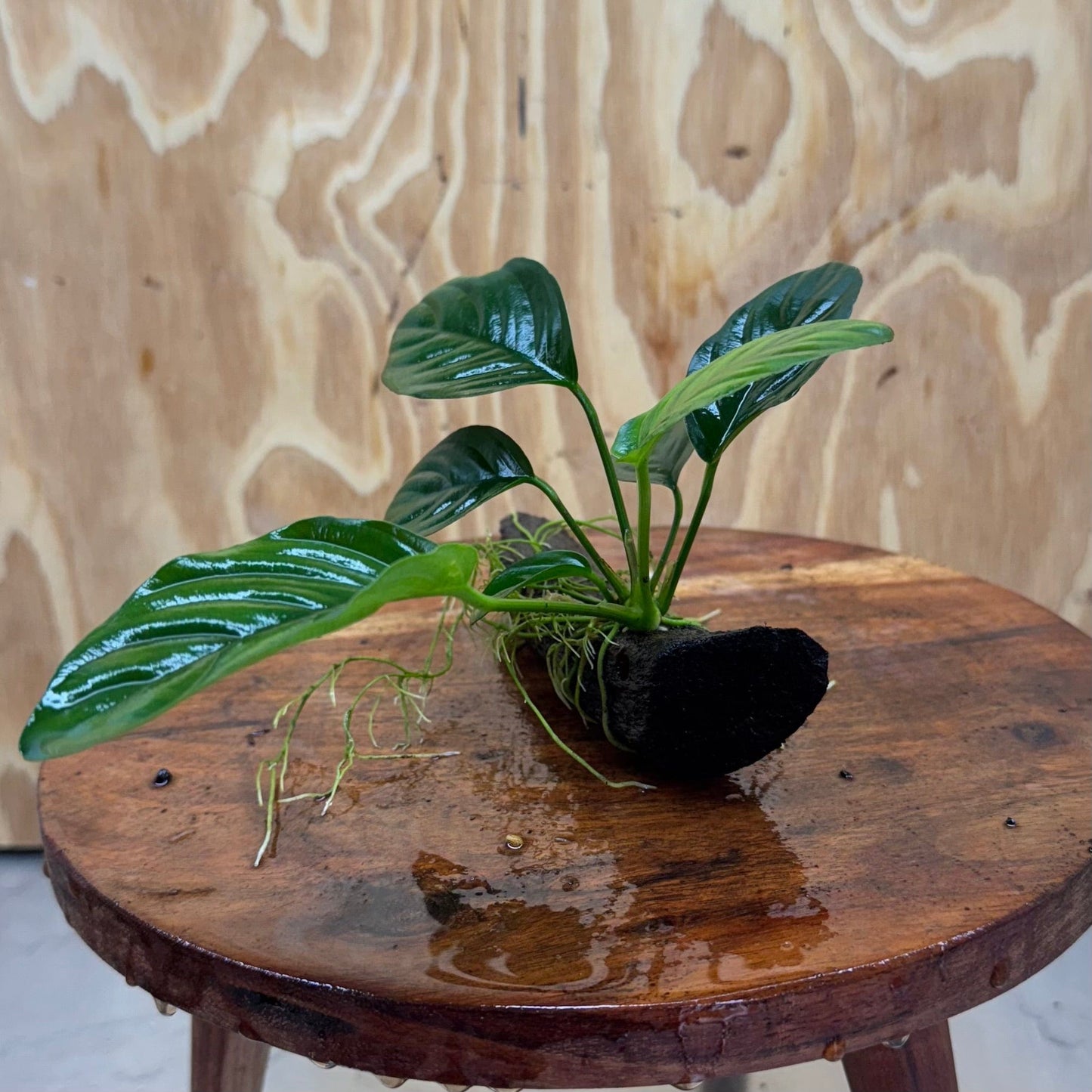 Pisces Enterprises Driftwood Creation Anubias 'Jenny' on Mini Driftwood Creation Shop for Anubias 'Jenny' on Mini Driftwood Creations Aquarium Plants