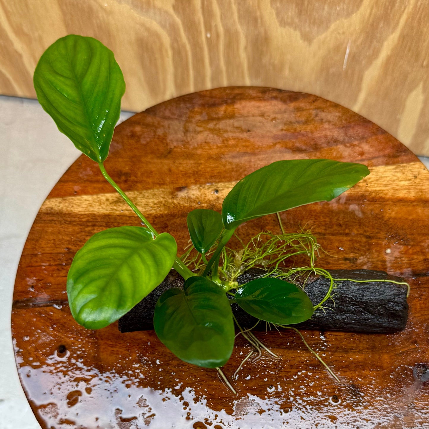 Pisces Enterprises Driftwood Creation Anubias 'Jenny' on Mini Driftwood Creation Shop for Anubias 'Jenny' on Mini Driftwood Creations Aquarium Plants