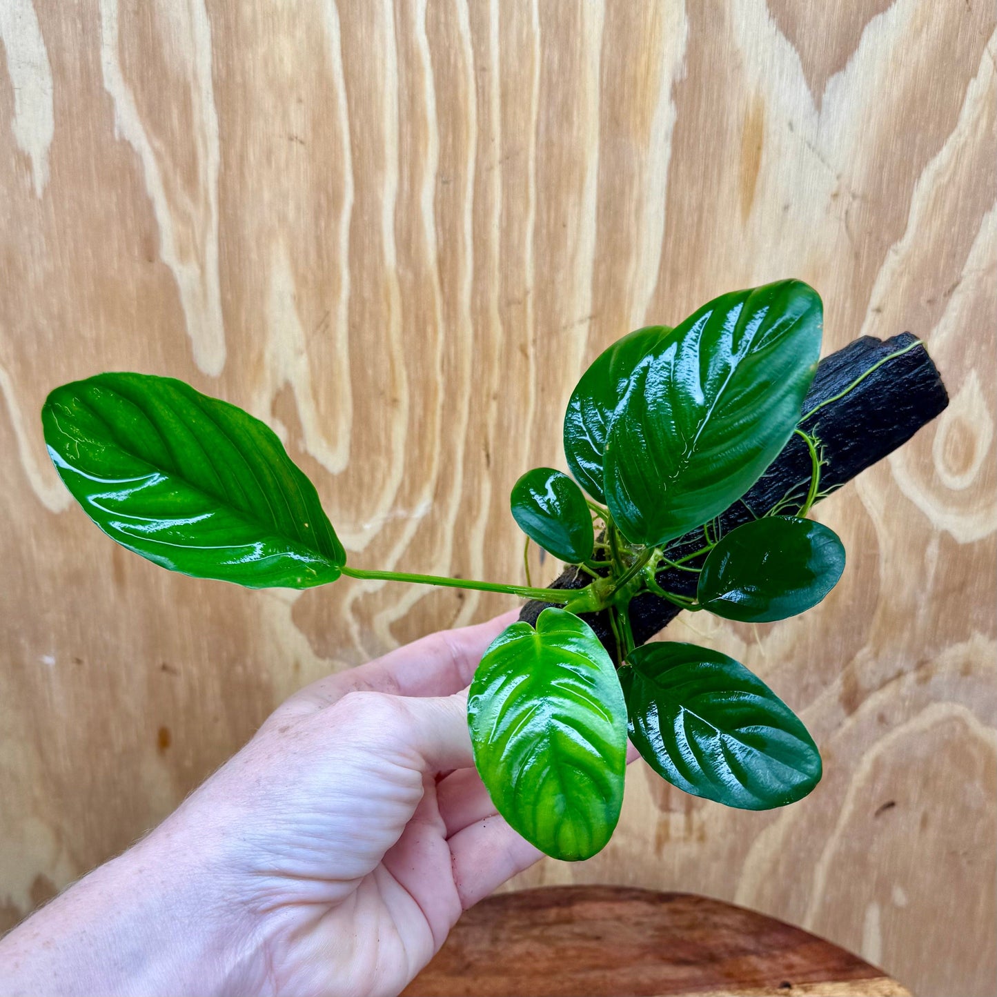 Pisces Enterprises Driftwood Creation Anubias 'Jenny' on Mini Driftwood Creation Shop for Anubias 'Jenny' on Mini Driftwood Creations Aquarium Plants