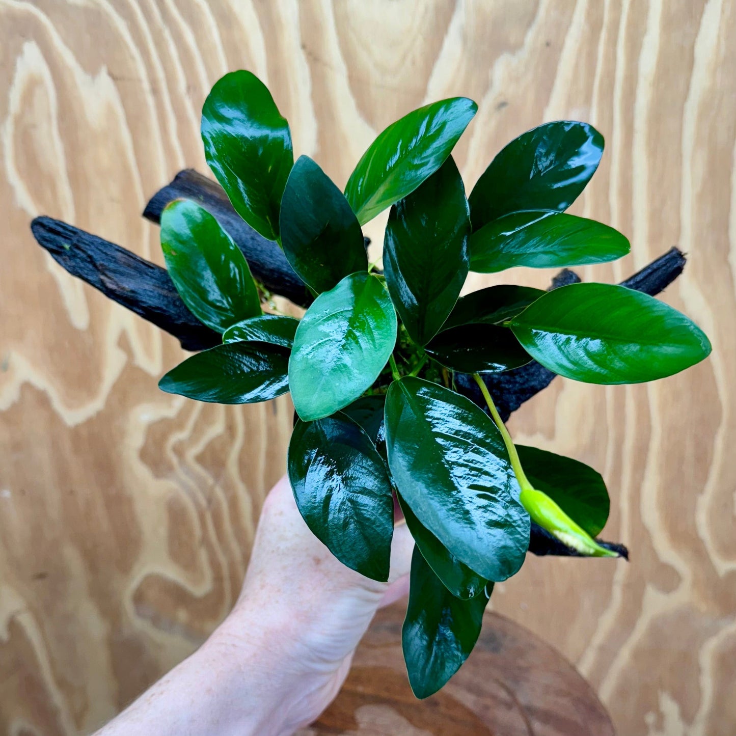 Pisces Enterprises Driftwood Creation Anubias 'Lucy' on Medium Driftwood Creation Anubias 'Lucy' on Medium Driftwood Creation