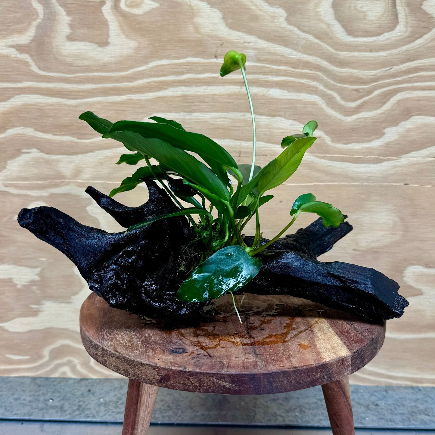 Pisces Enterprises Driftwood Creation Anubias 'Lucy' on Medium Driftwood Creation