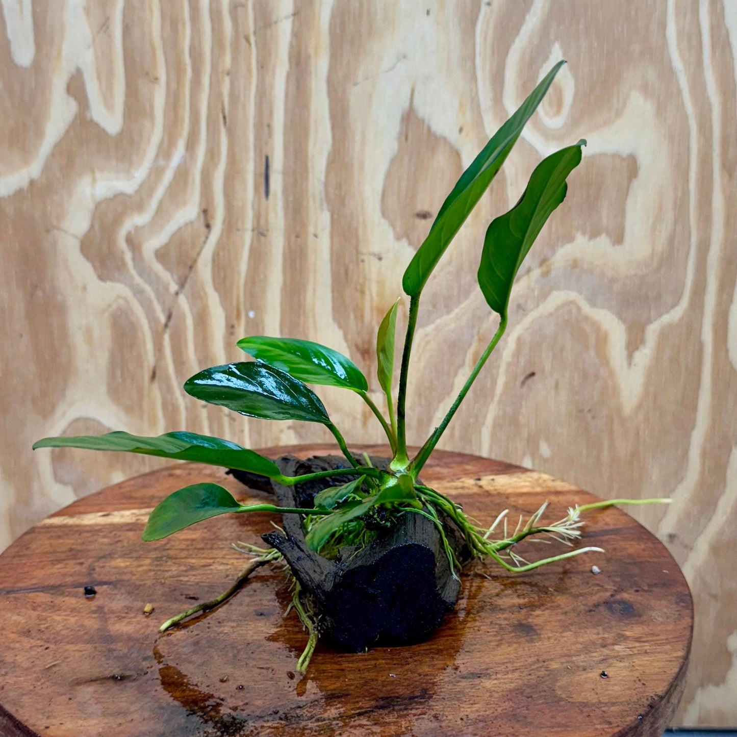 Pisces Enterprises Driftwood Creation Anubias 'Lucy' on Mini Driftwood Creation Anubias 'Lucy' on Mini Driftwood Creation Aquatic Plant for Sale Aust.