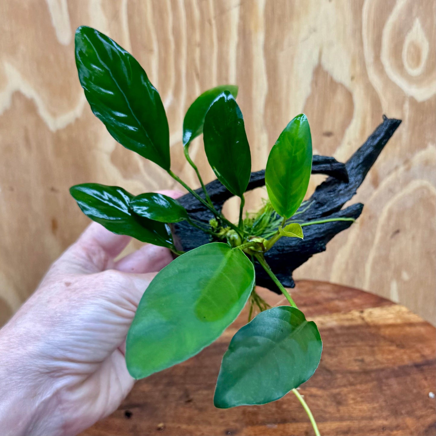 Pisces Enterprises Driftwood Creation Anubias 'Lucy' on Mini Driftwood Creation Anubias 'Lucy' on Mini Driftwood Creation Aquatic Plant for Sale Aust.