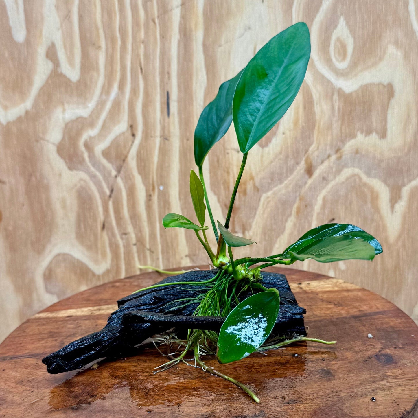Pisces Enterprises Driftwood Creation Anubias 'Lucy' on Mini Driftwood Creation Anubias 'Lucy' on Mini Driftwood Creation Aquatic Plant for Sale Aust.