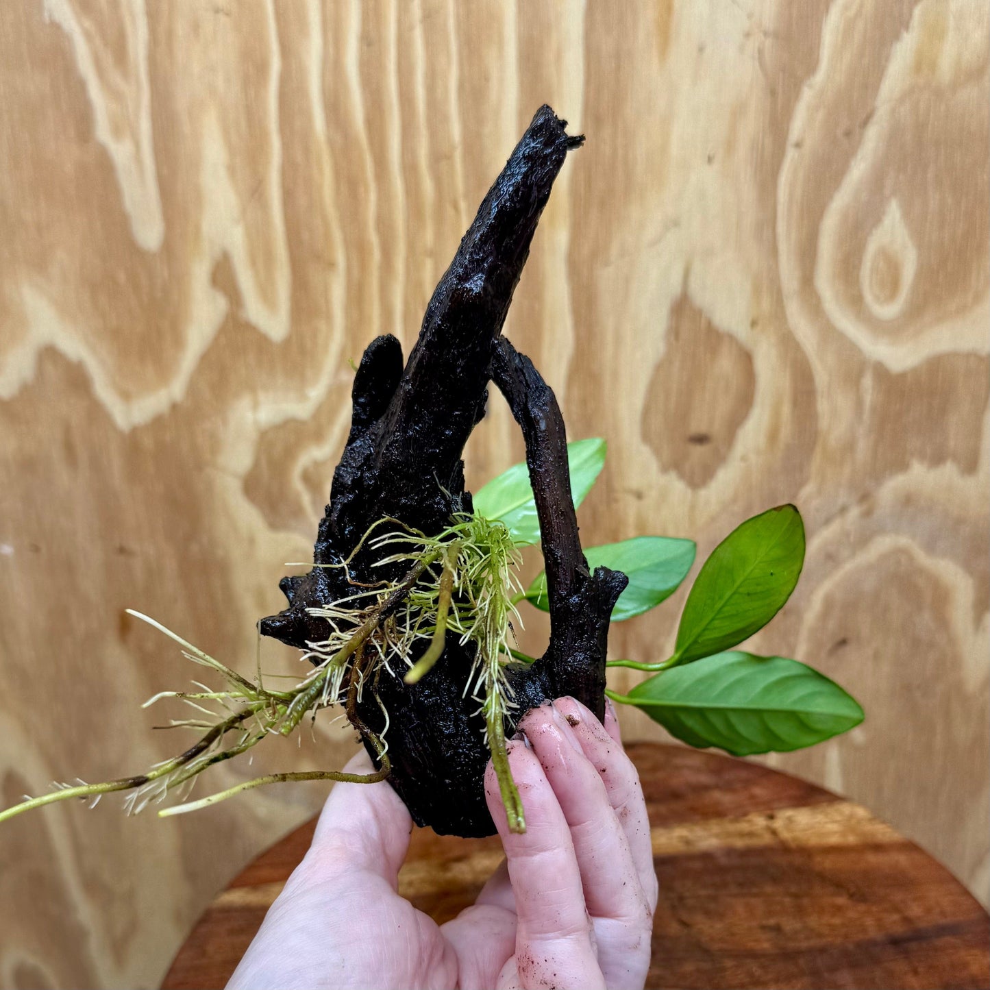 Pisces Enterprises Driftwood Creation Anubias 'Lucy' on Mini Driftwood Creation Anubias 'Lucy' on Mini Driftwood Creation Aquatic Plant for Sale Aust.