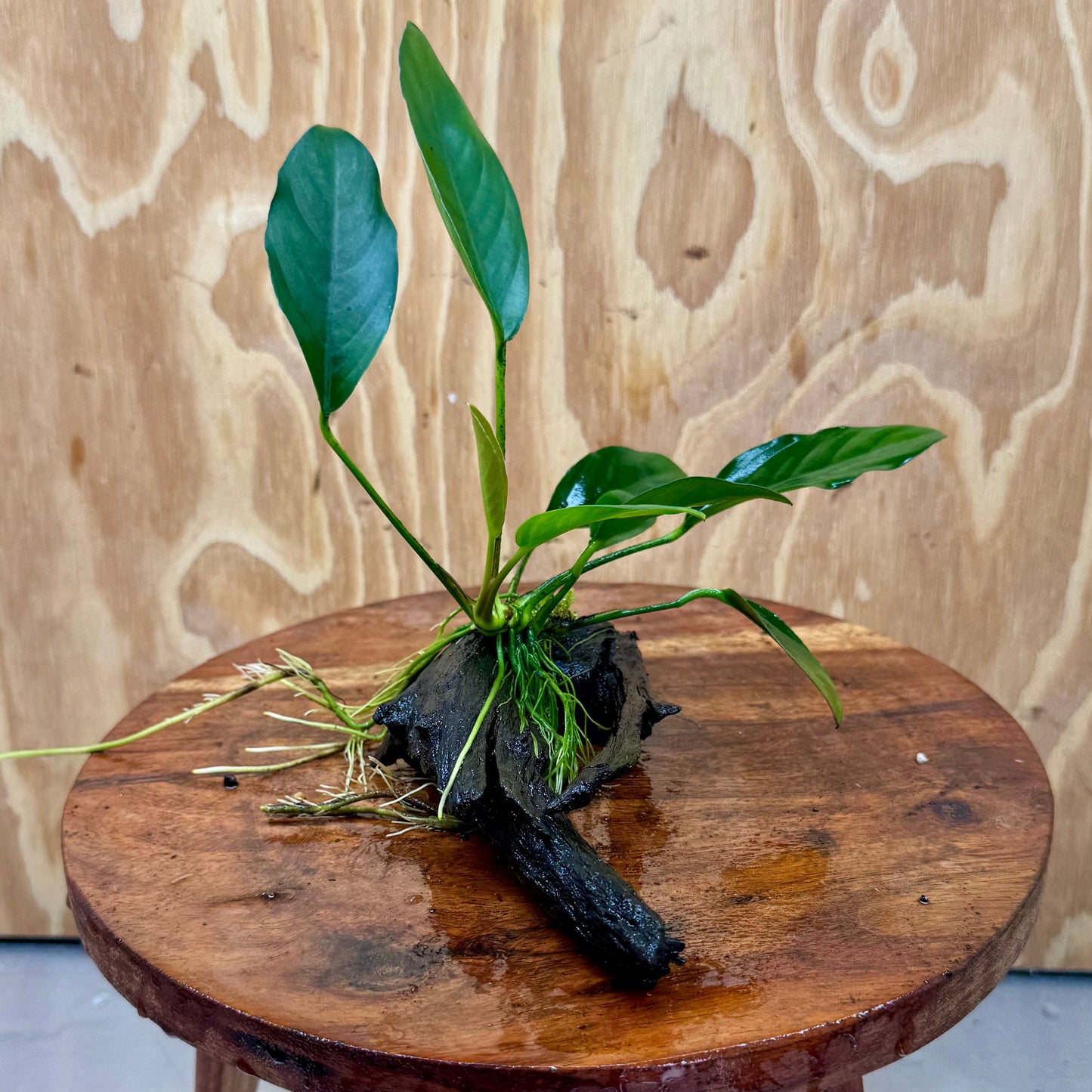 Pisces Enterprises Driftwood Creation Anubias 'Lucy' on Mini Driftwood Creation Anubias 'Lucy' on Mini Driftwood Creation Aquatic Plant for Sale Aust.