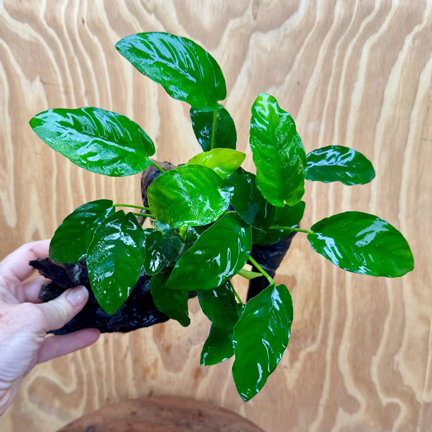 Pisces Enterprises Driftwood Creation Anubias 'Nana' on Medium Driftwood Creation Anubias Nana on Medium Driftwood - Aquarium Plants Australia