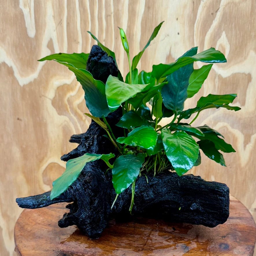 Pisces Enterprises Driftwood Creation Anubias Paco on Medium Driftwood Creation Anubias Paco on Medium Driftwood - Aquarium Plants Australia