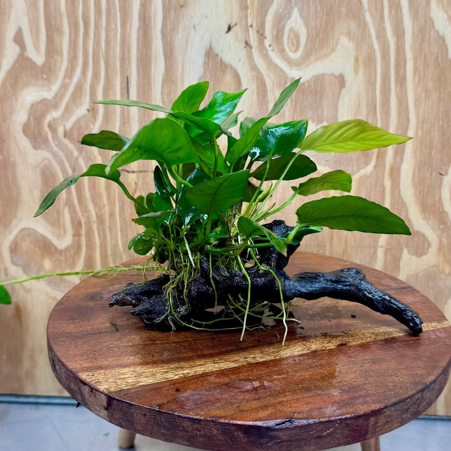 Pisces Enterprises Driftwood Creation Anubias Paco on Medium Driftwood Creation Anubias Paco on Medium Driftwood - Aquarium Plants Australia