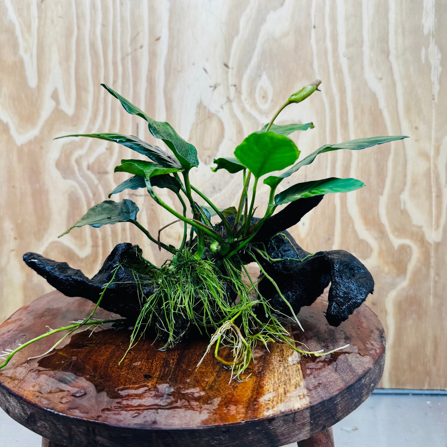 Pisces Enterprises Driftwood Creation Anubias Paco on Medium Driftwood Creation Anubias Paco on Medium Driftwood - Aquarium Plants Australia