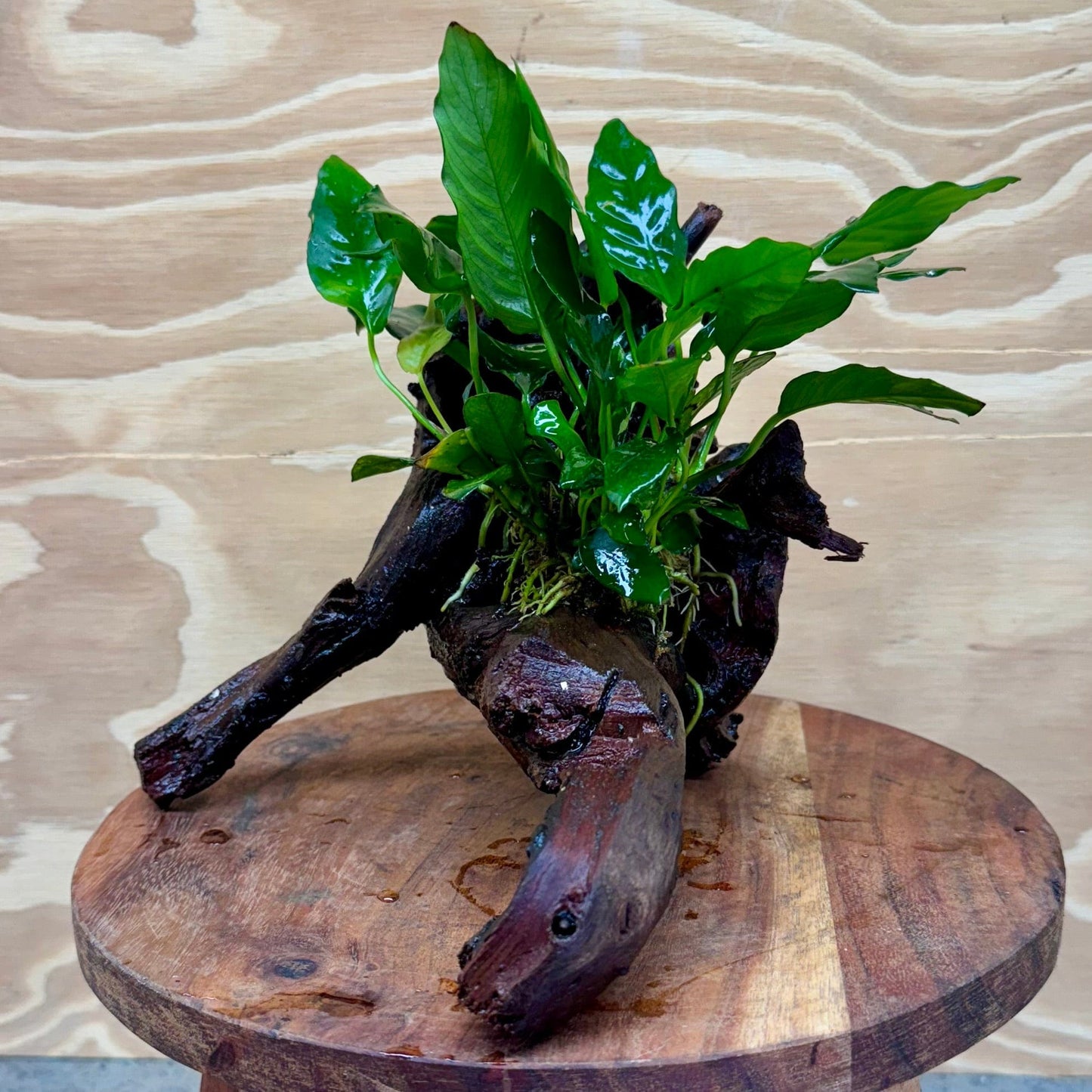 Pisces Enterprises Driftwood Creation Anubias Paco on Medium Driftwood Creation Anubias Paco on Medium Driftwood - Aquarium Plants Australia