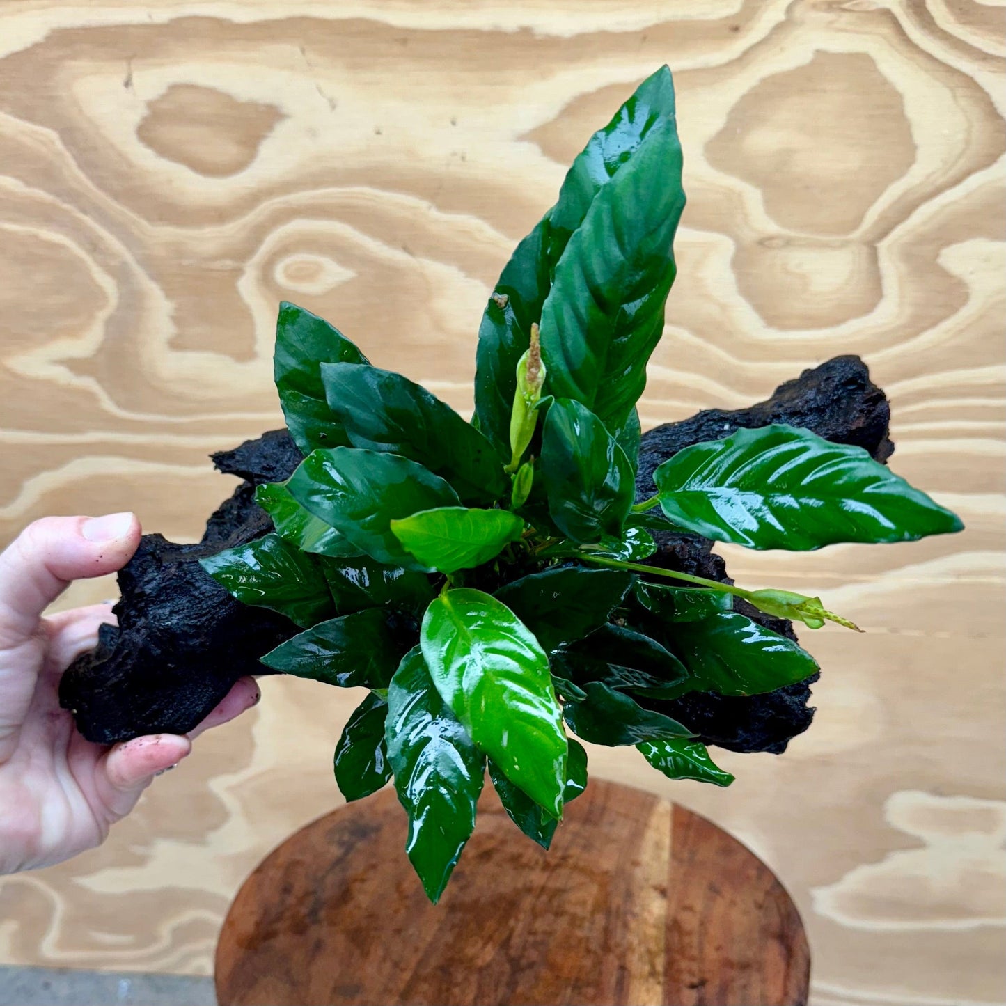 Pisces Enterprises Driftwood Creation Anubias Paco on Medium Driftwood Creation Anubias Paco on Medium Driftwood - Aquarium Plants Australia