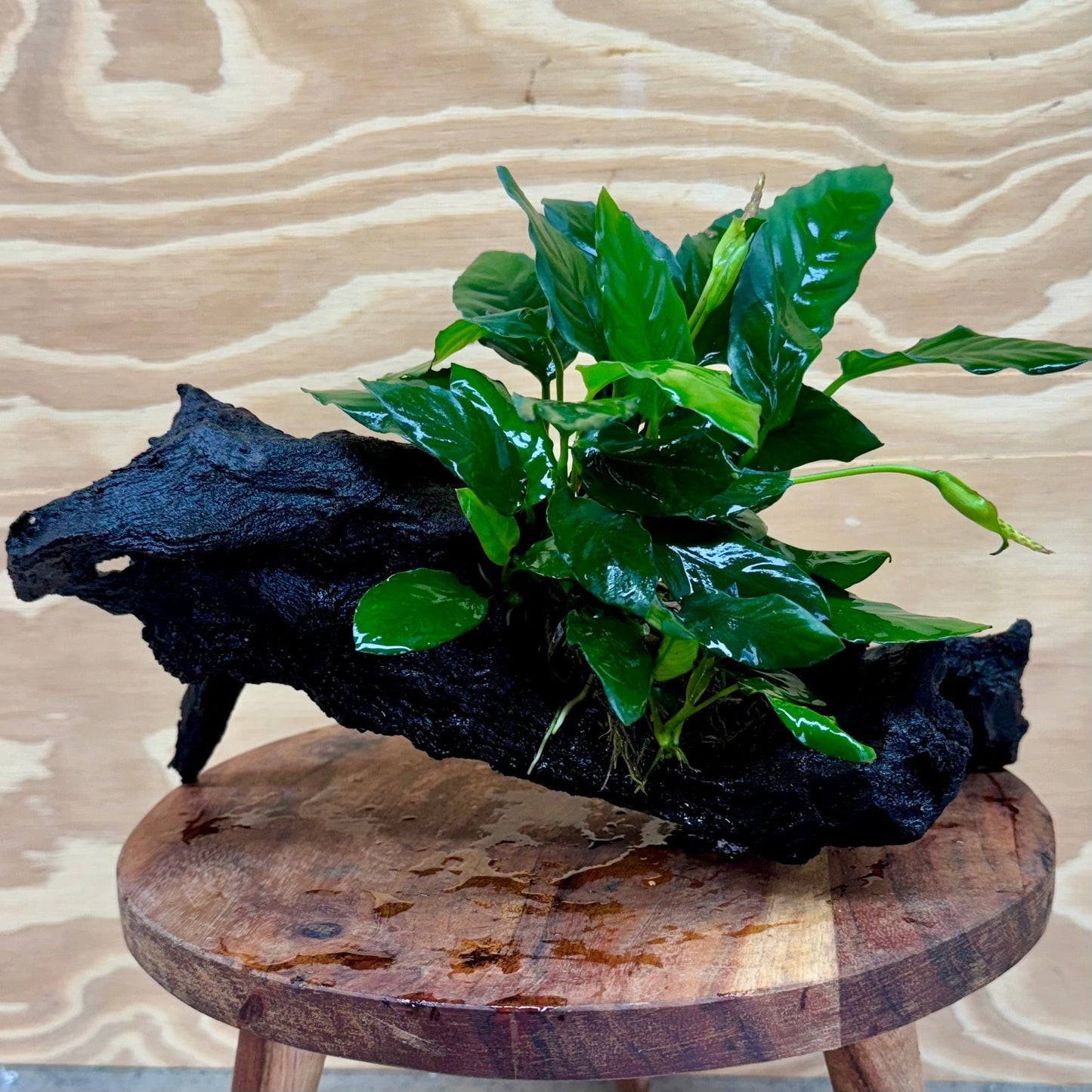 Pisces Enterprises Driftwood Creation Anubias Paco on Medium Driftwood Creation Anubias Paco on Medium Driftwood - Aquarium Plants Australia