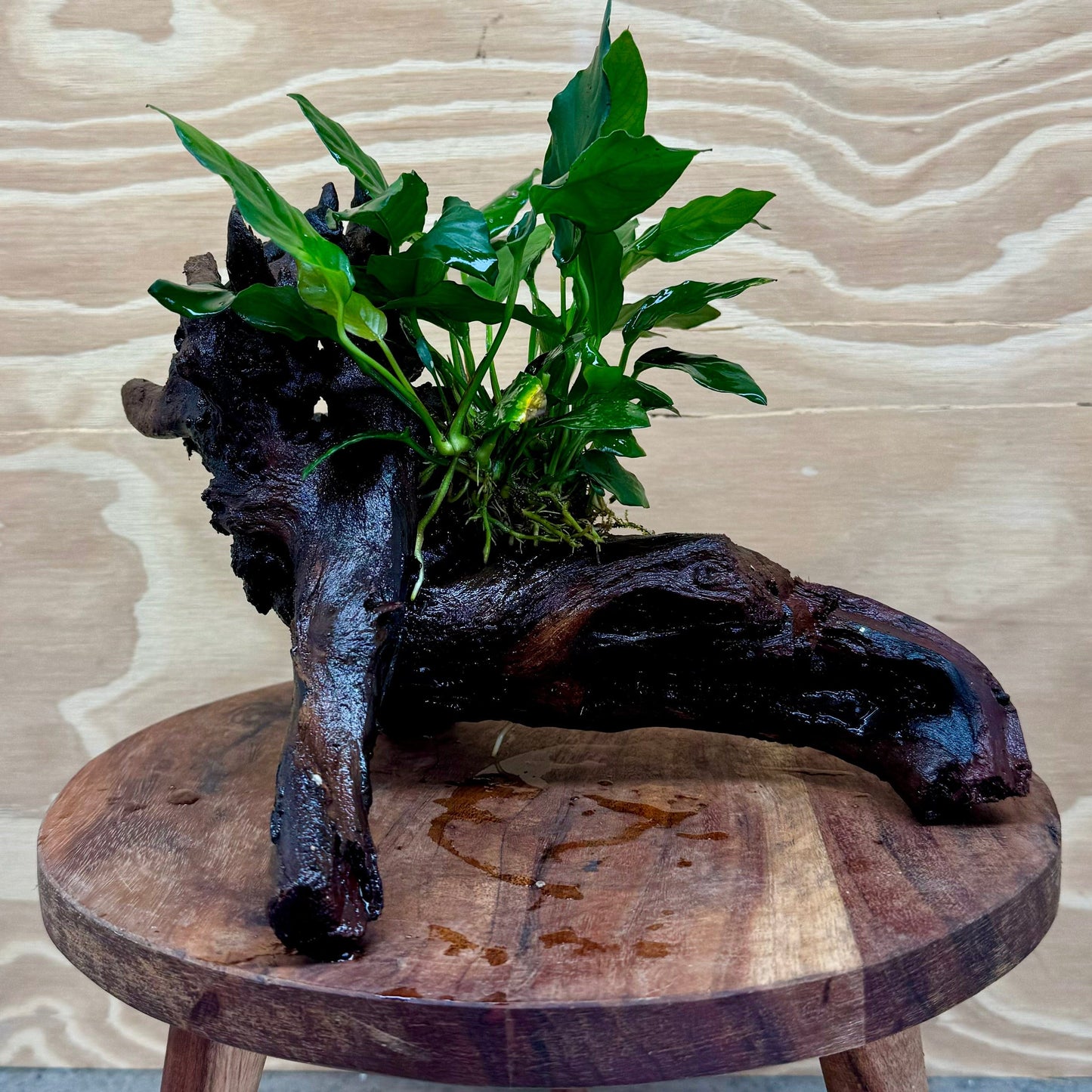 Pisces Enterprises Driftwood Creation Anubias Paco on Medium Driftwood Creation Anubias Paco on Medium Driftwood - Aquarium Plants Australia