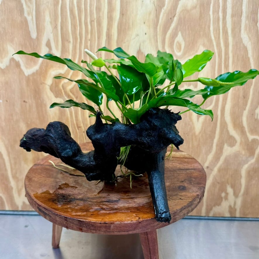 Pisces Enterprises Driftwood Creation Anubias Petite Emerald Heart on Medium Driftwood Creation Anubias Petite Emerald Heart on Medium Driftwood