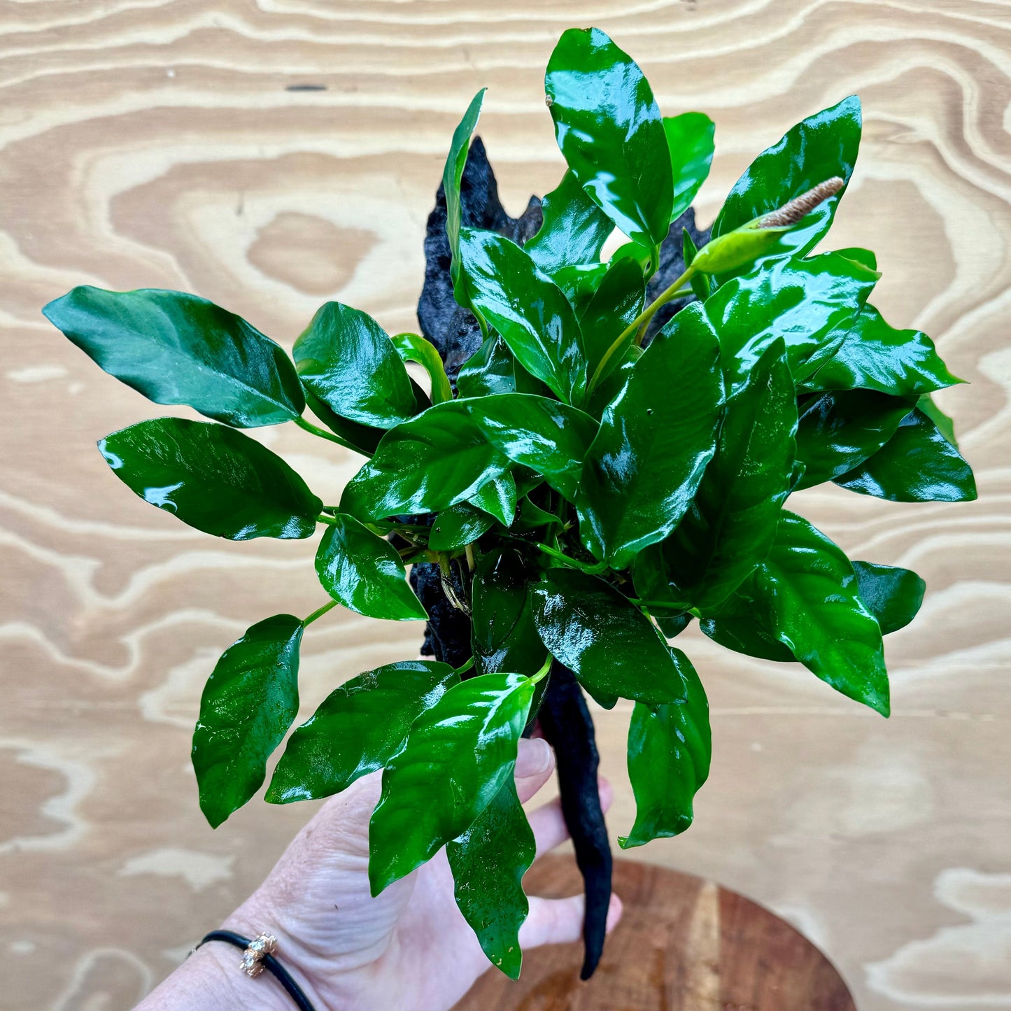 Pisces Enterprises Driftwood Creation Anubias Petite Emerald Heart on Medium Driftwood Creation Anubias Petite Emerald Heart on Medium Driftwood