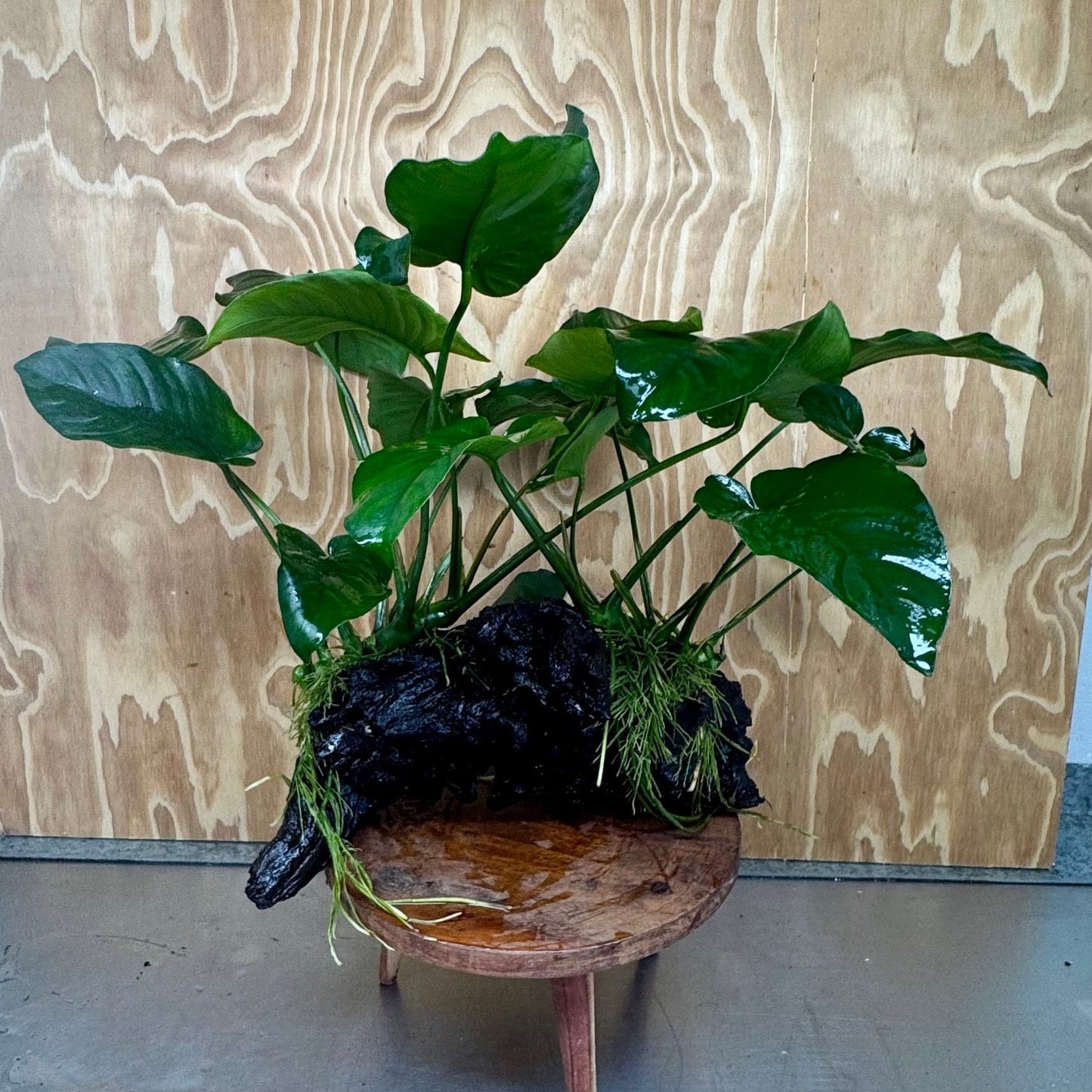 Pisces Enterprises Driftwood Creation Double Anubias Barteri on Extra-Large Driftwood Creation Double Anubias Barteri on Extra-Large Driftwood Creation Aquarium Art