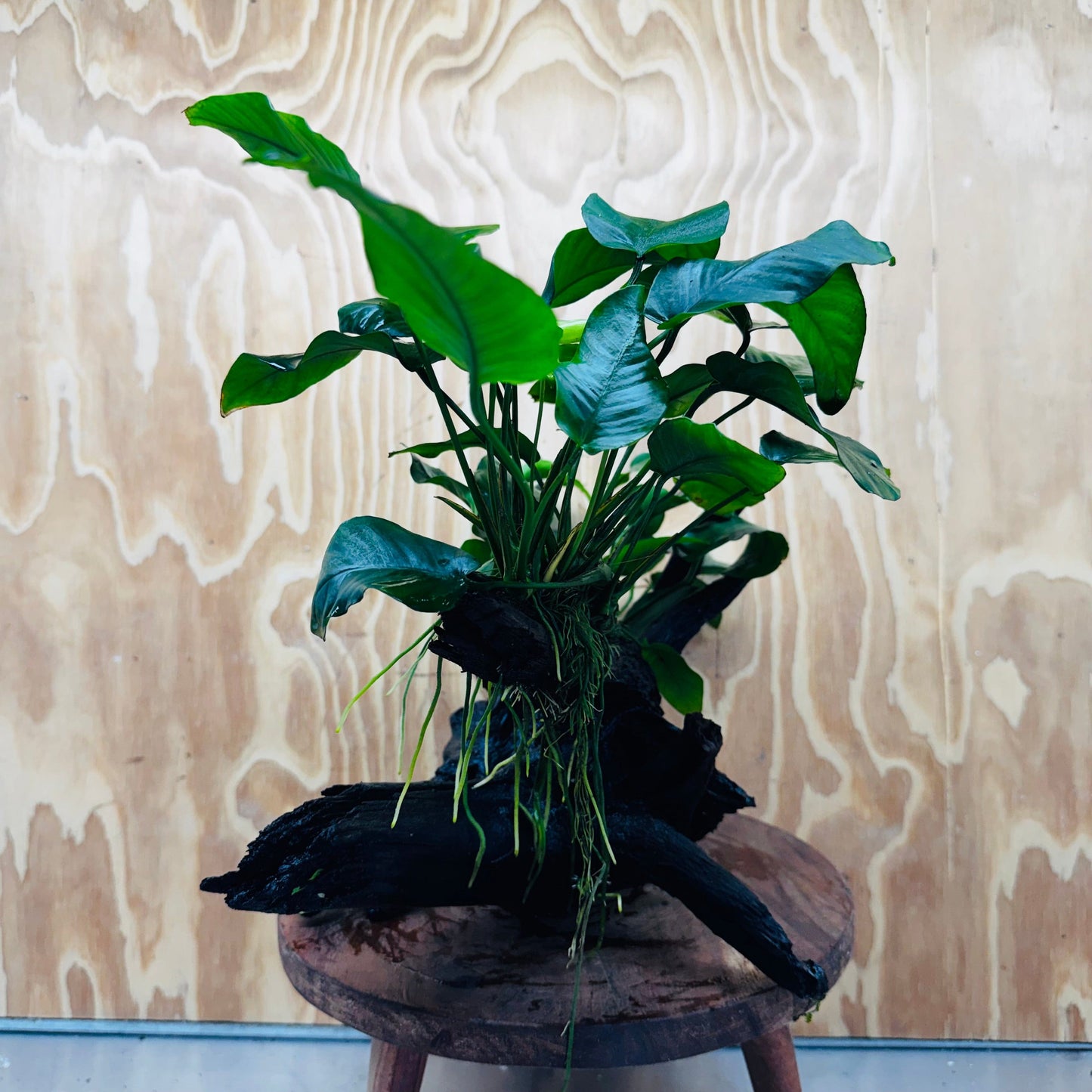 Pisces Enterprises Driftwood Creation Double Assorted Anubias on Extra-Large Driftwood Double Assorted Anubias on Extra-Large Driftwood